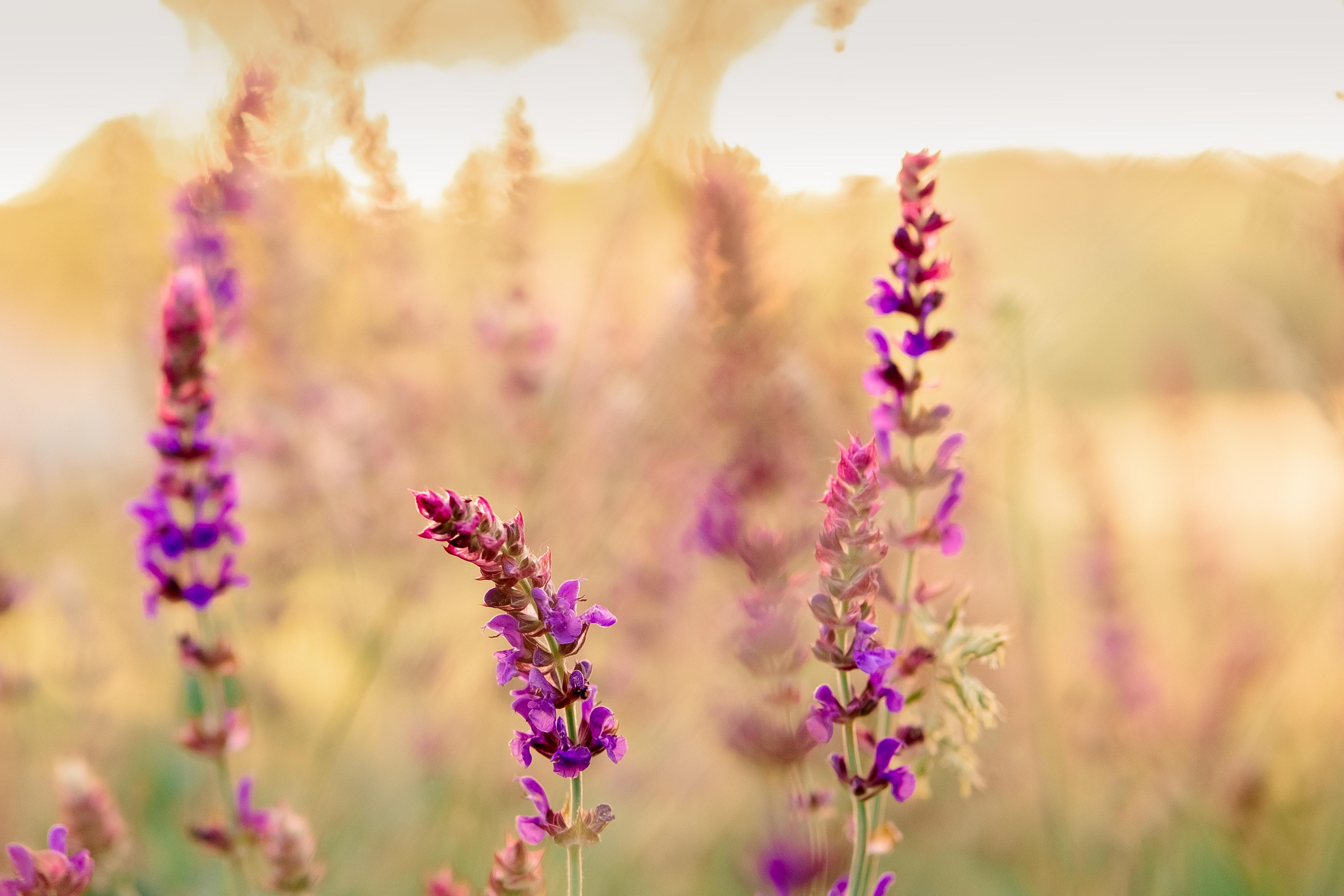 Аромат Літа. Валерія Сичова. Сімейний та репортажний фотограф в Португаліі
