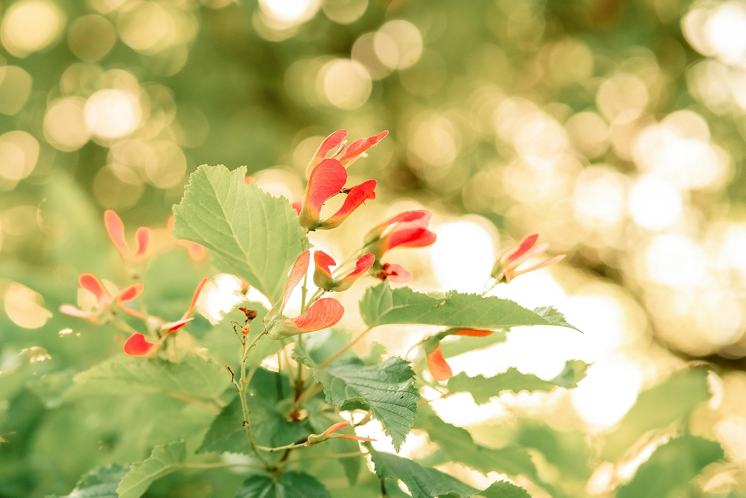 Мандруючи Україною. Валерія Сичова. Сімейний та репортажний фотограф в Португаліі