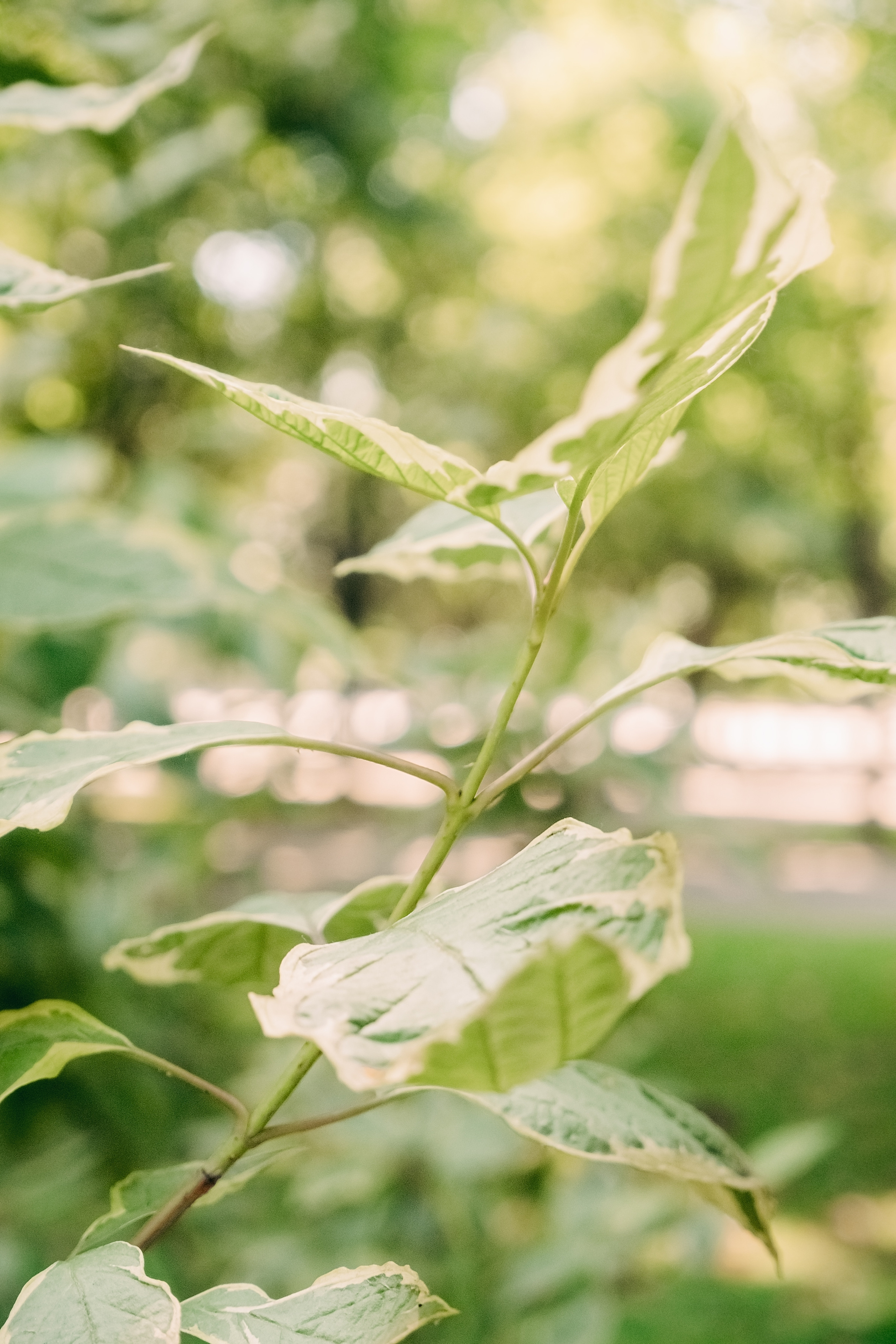Іра & Єгор. Валерія Сичова. Сімейний та репортажний фотограф в Португаліі