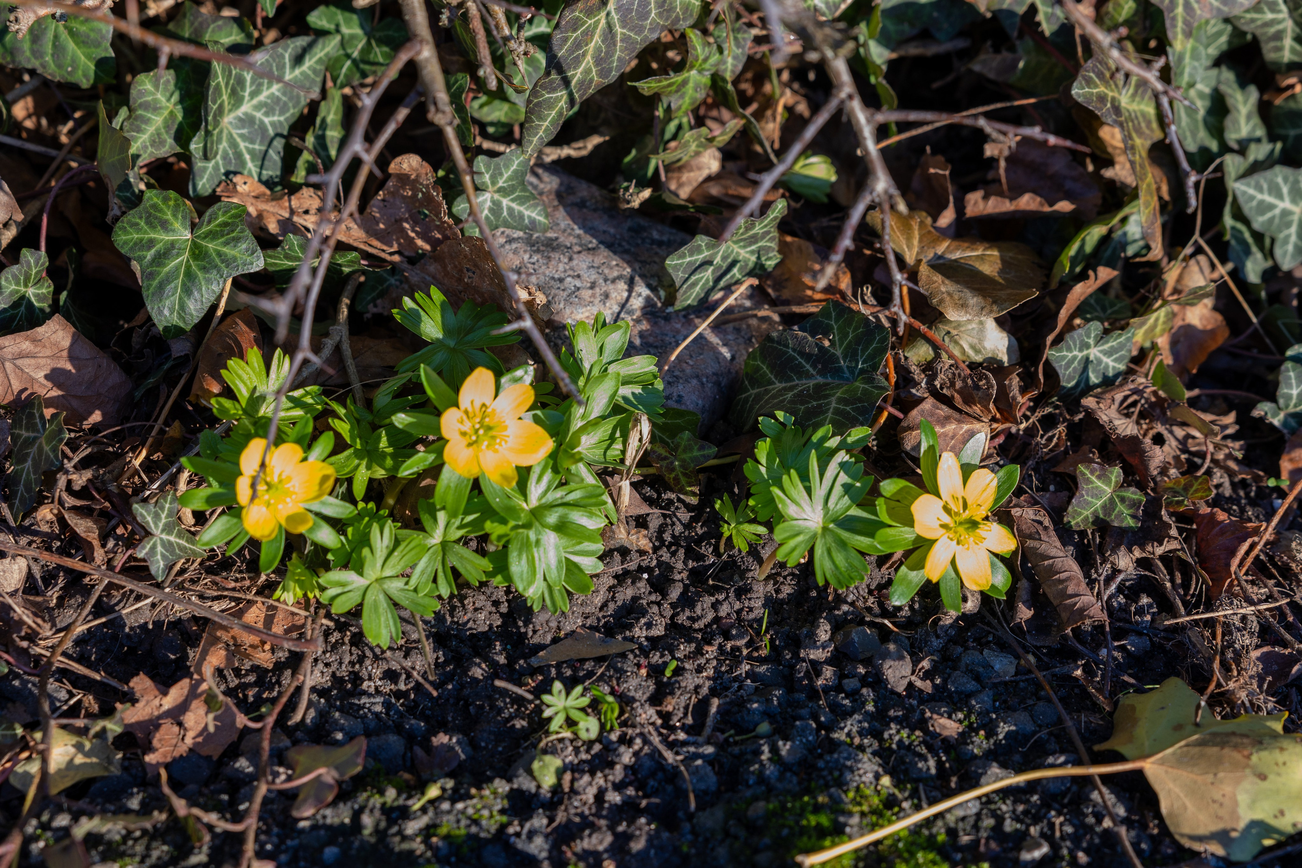 Forår. Fotograf Aarhus | Portrætfoto Århus | Flotte billeder