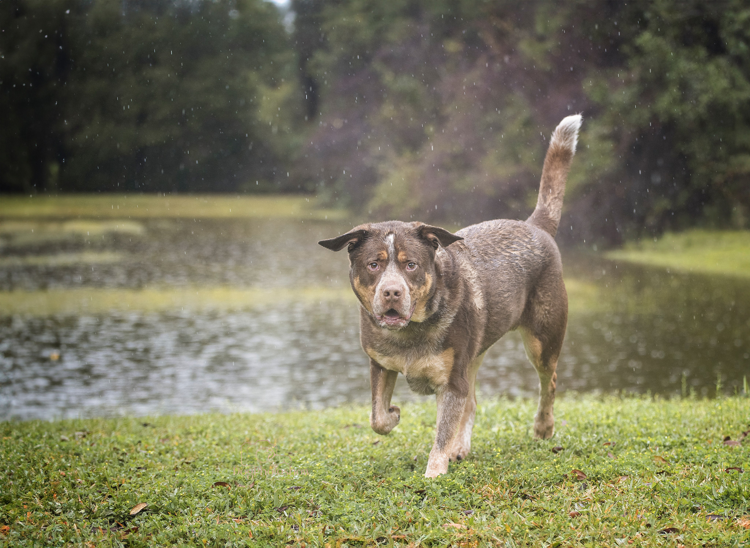 📸 7. Katerina Royter Pet Photographer North Florida