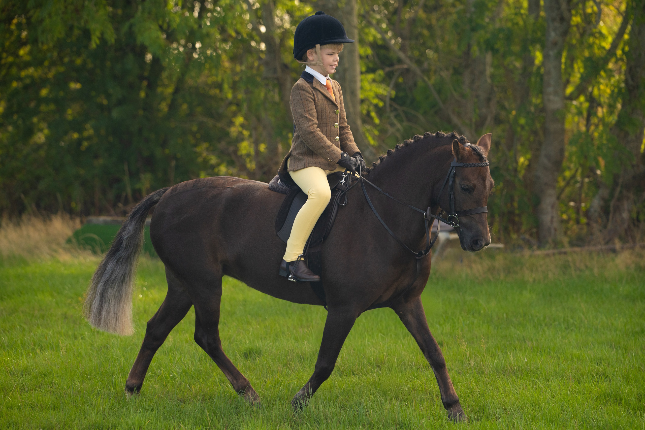 Showing. Leicestershire Equine Photography by El | Authentic Equine Portraits & Events