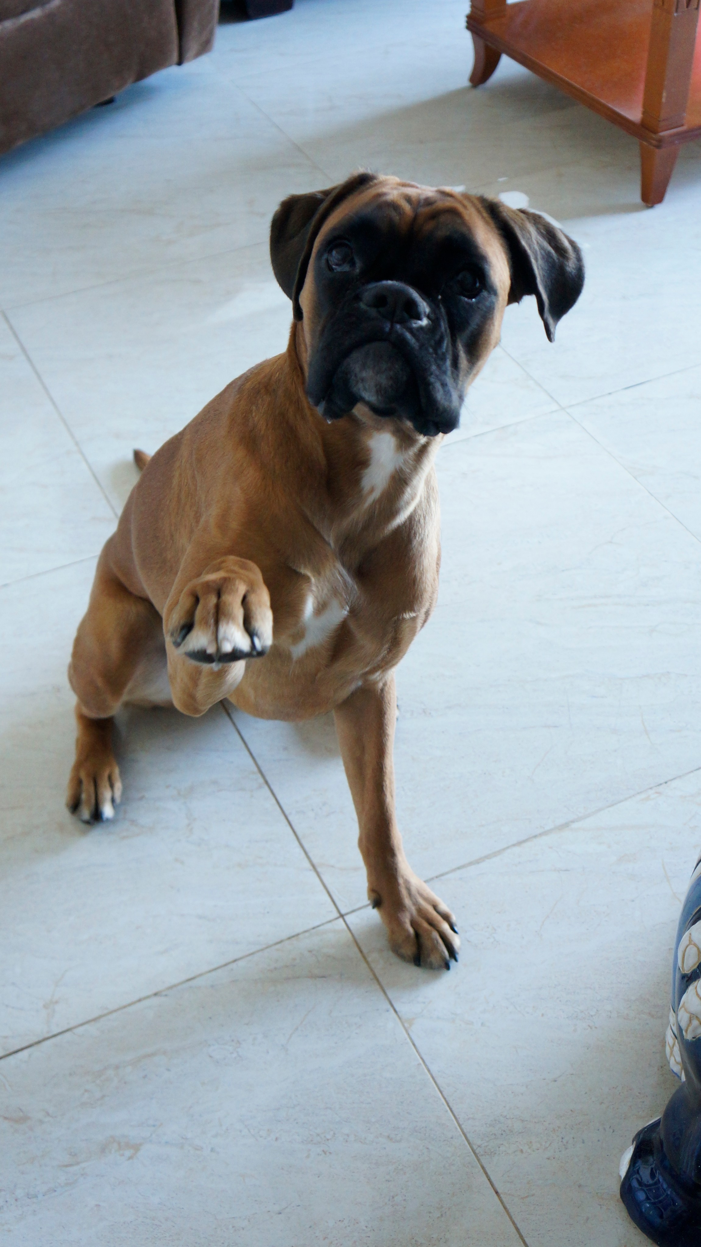 My ״Star״ Boxer Dog