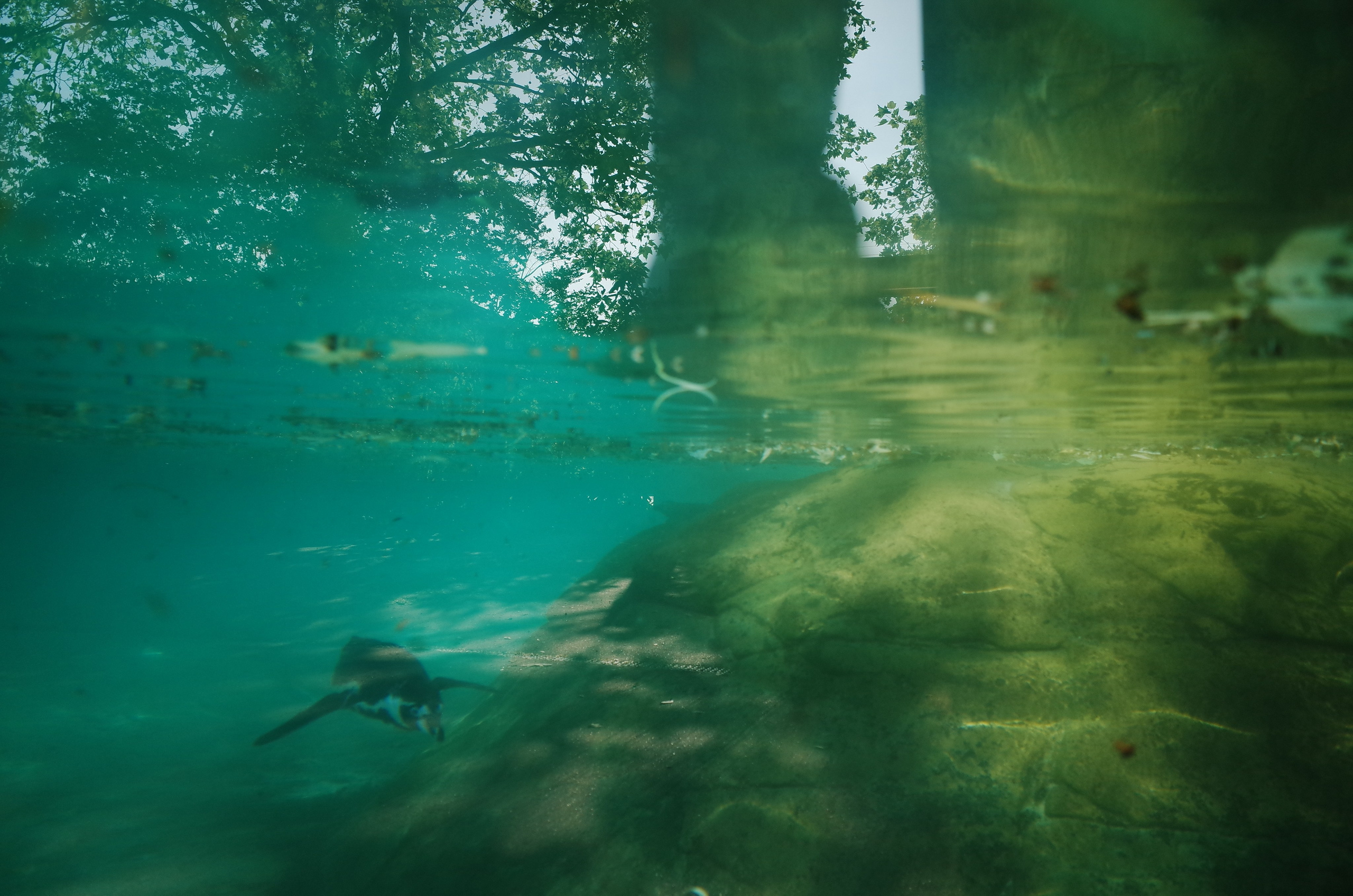Little penguins. London zoo. Victoria Dini Photography