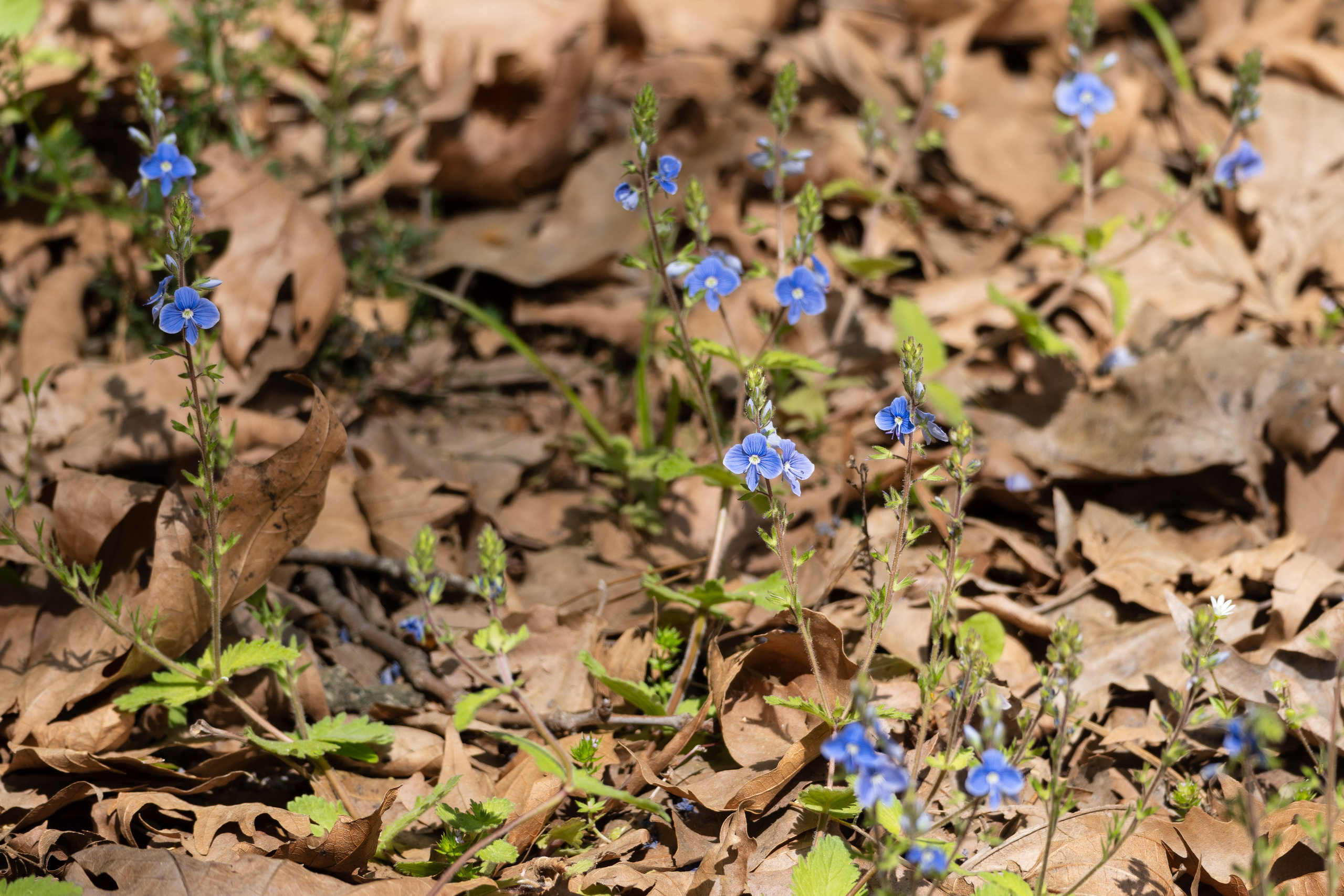 Thasos 2025. Fotografiideplacere.net