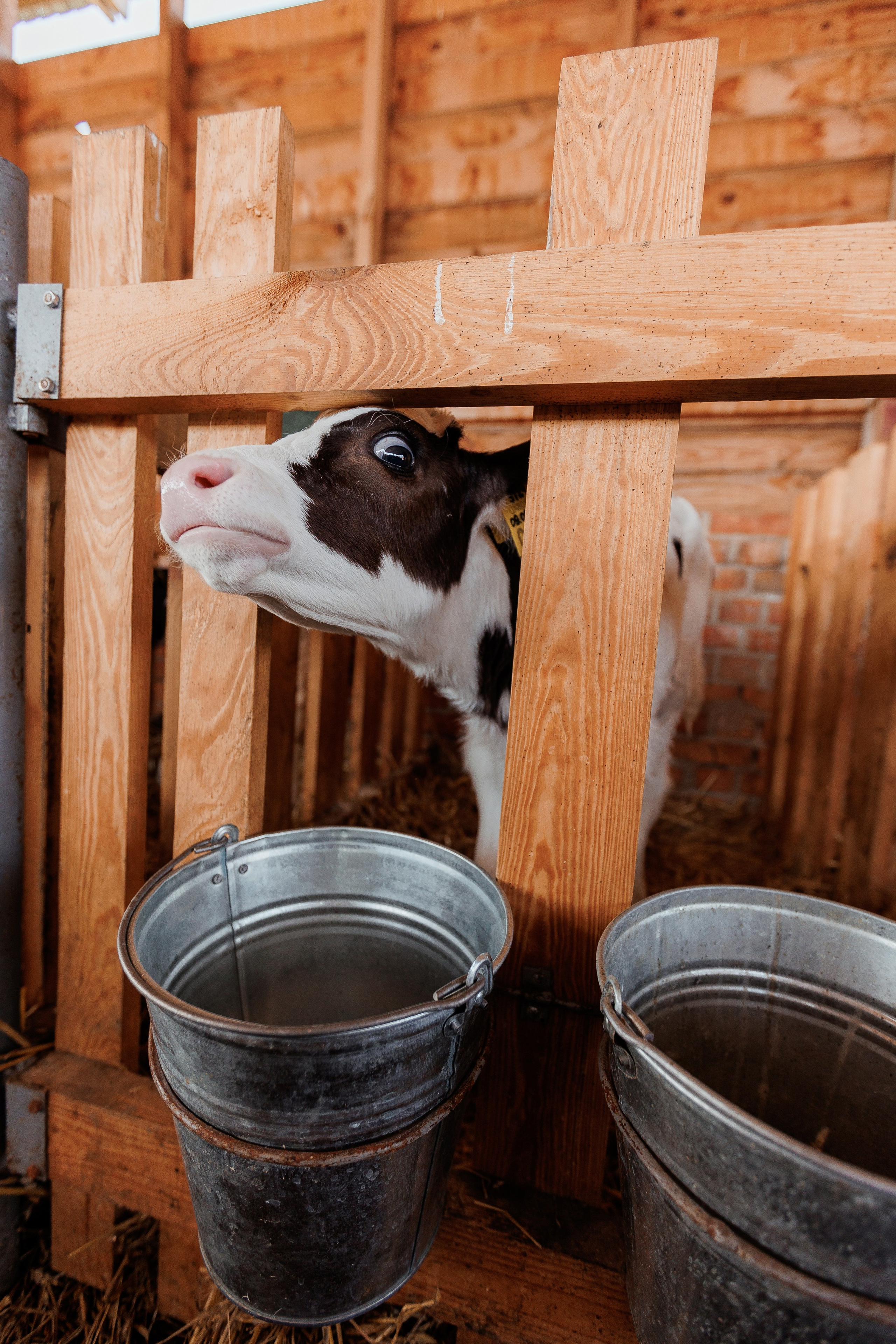 Екопарк Аміла. Ірина Терещук