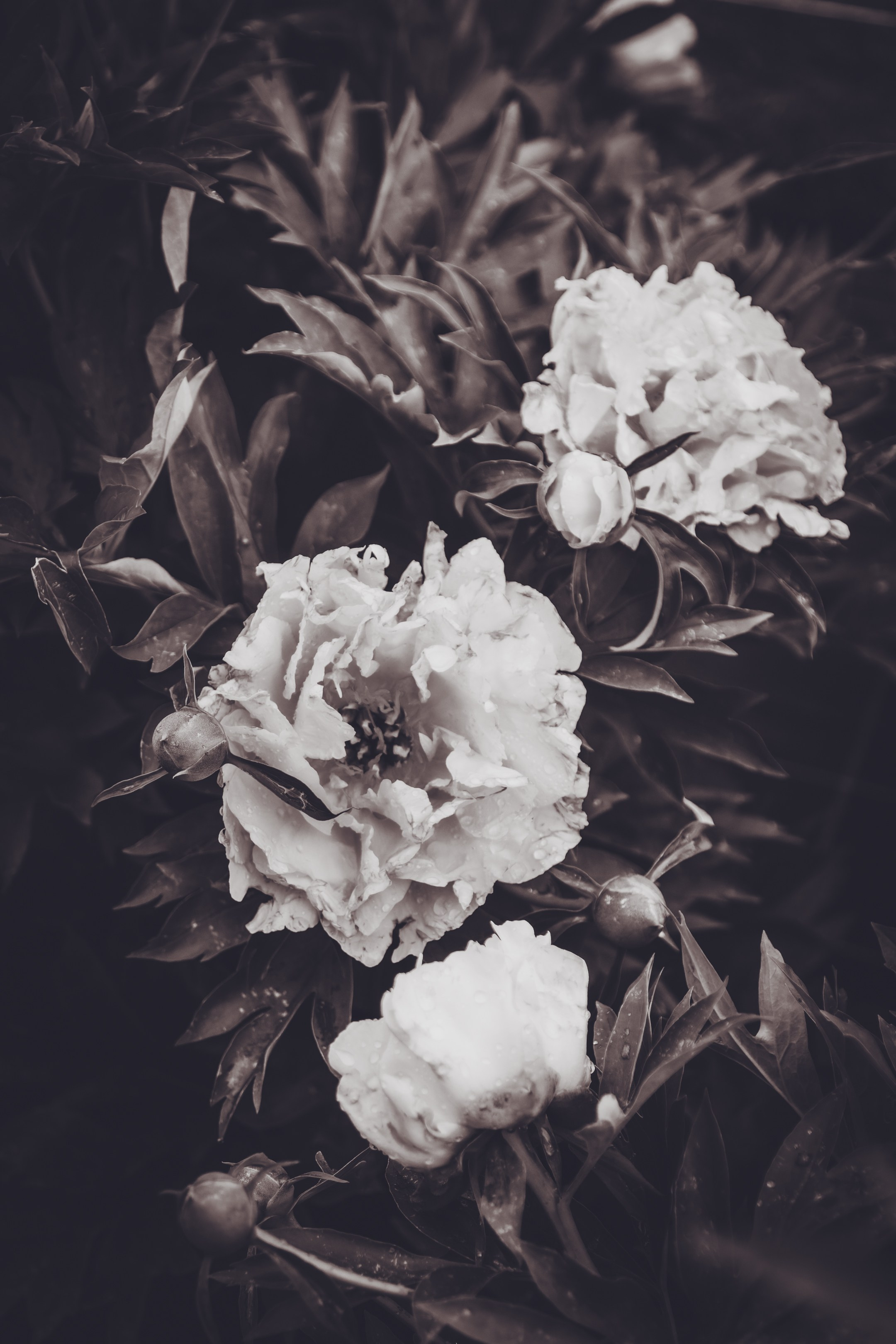 Saarema, reis. Nebula 25 — Fotod teie hingele