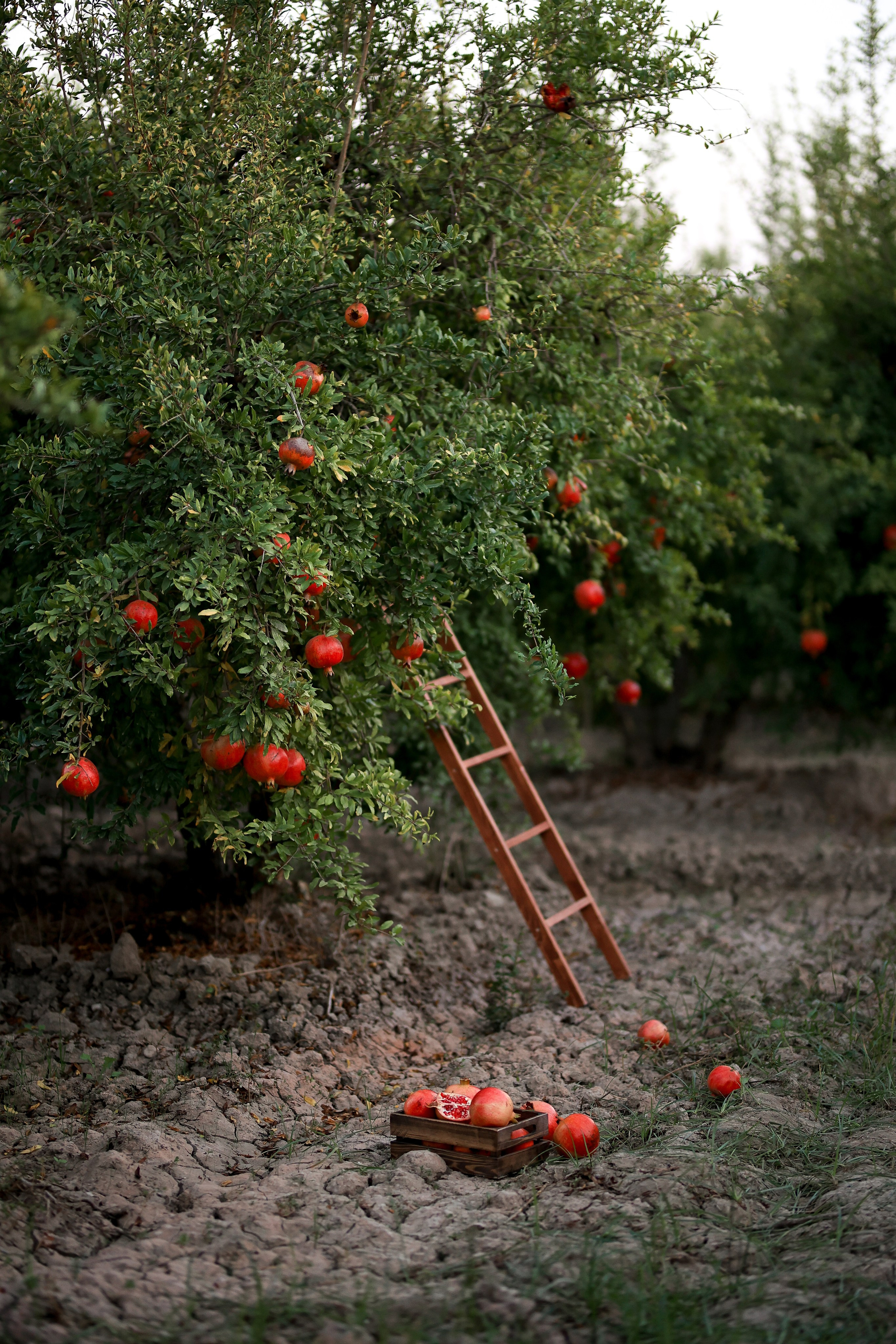 Photoshooting in pomegranate garden. Photographer in Turkey, Antalya, Kemer, Belek, Side, Kas, Fethiye