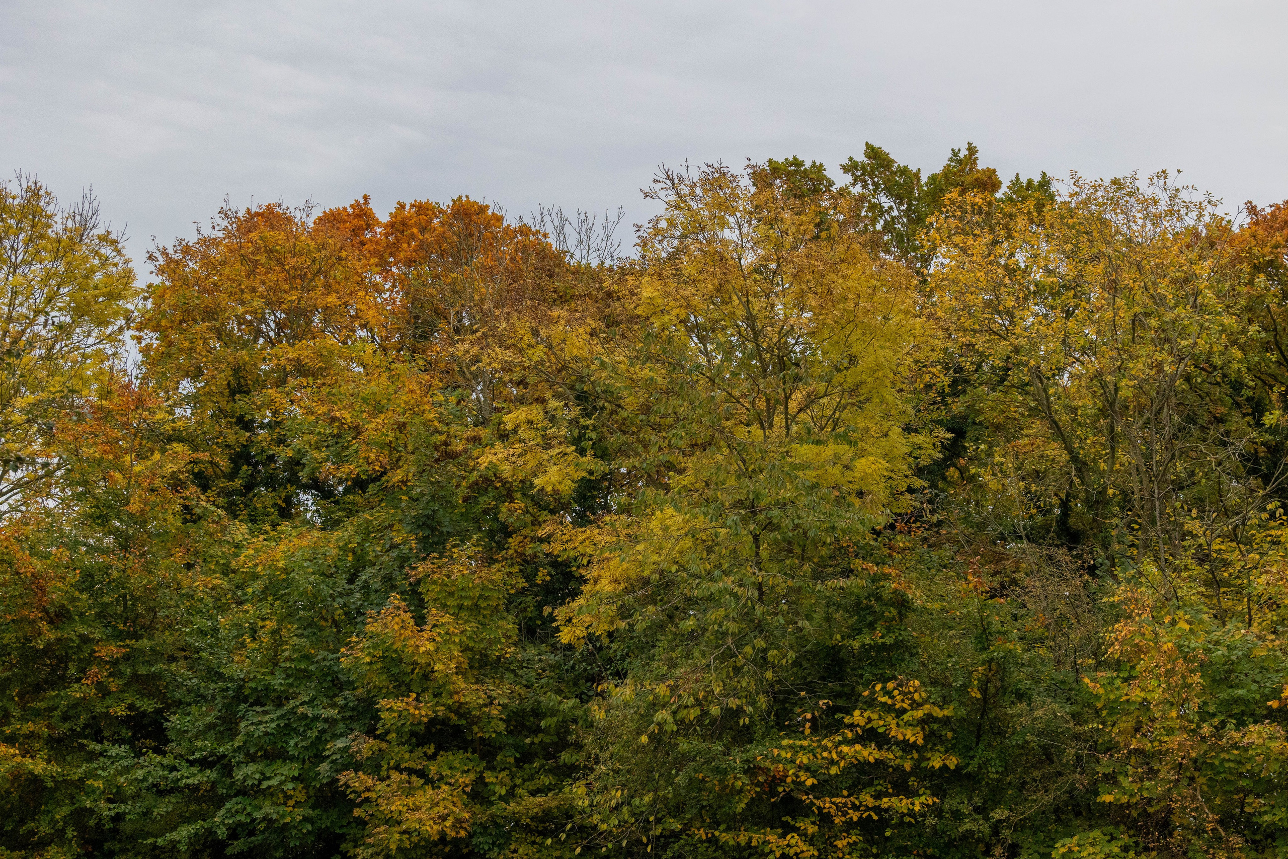 Efterår. Fotograf Aarhus | Portrætfoto Århus | Flotte billeder