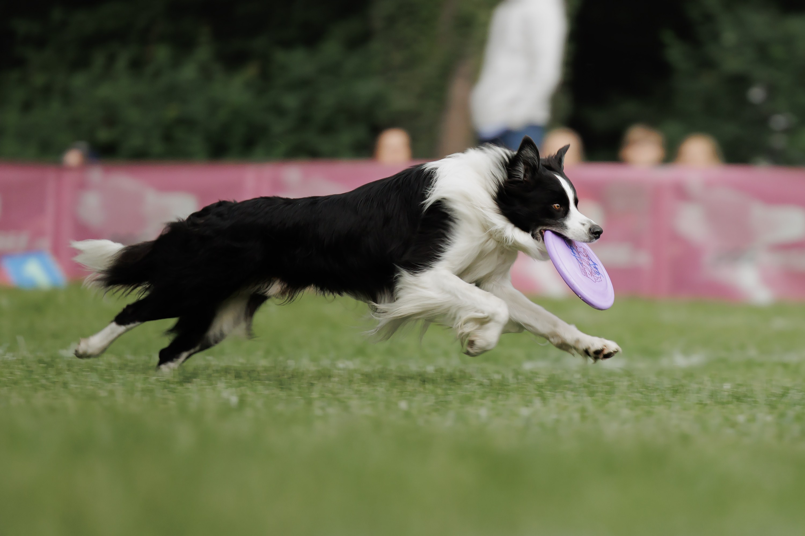 Latające psy, Wrocław'25. Kaja | fotograf psów we Wrocławiu