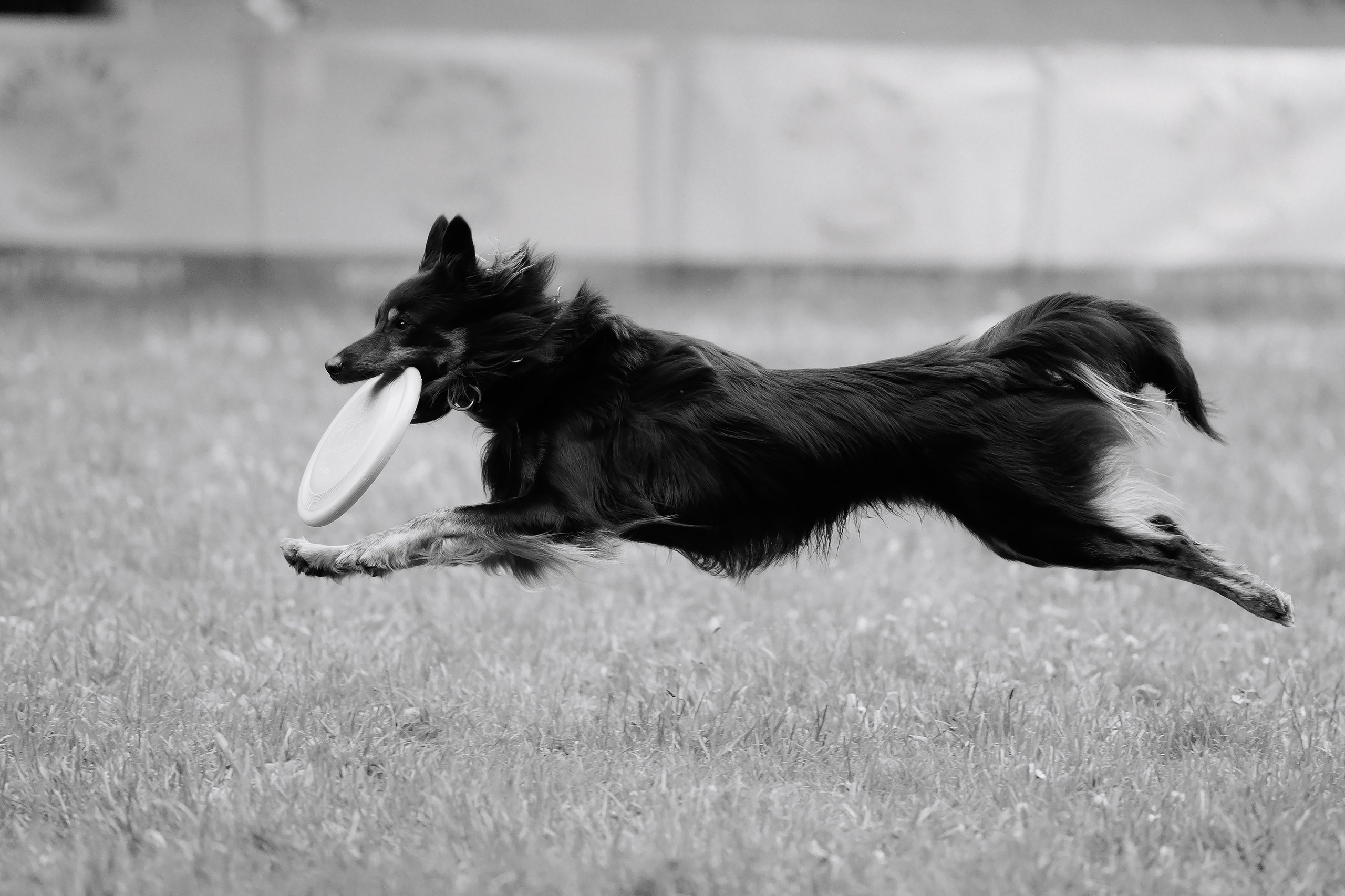 Latające psy, Wrocław'25. Kaja | fotograf psów we Wrocławiu