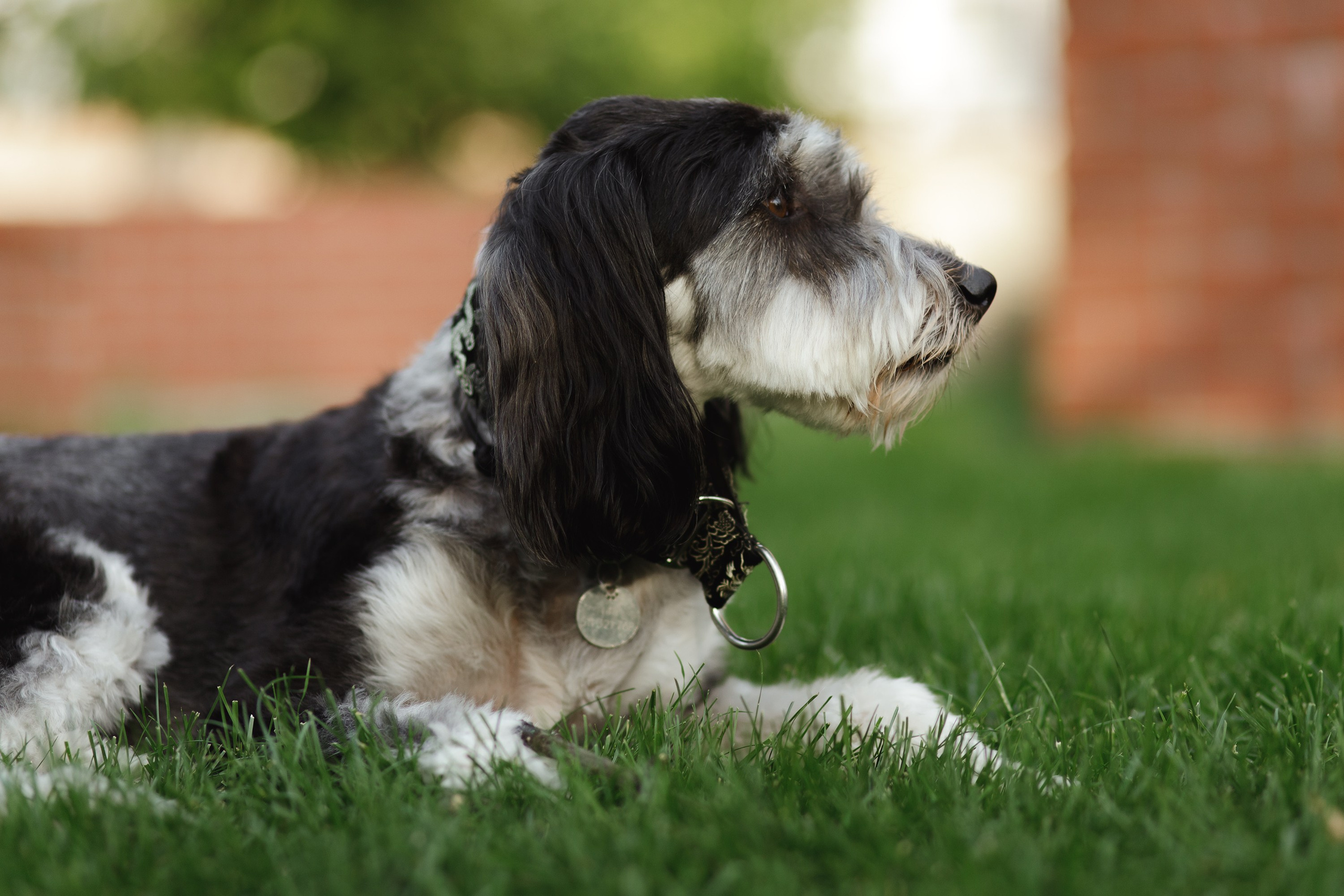 Lera & Flora. Kaja | fotograf we Wrocławiu | ludzie i psy