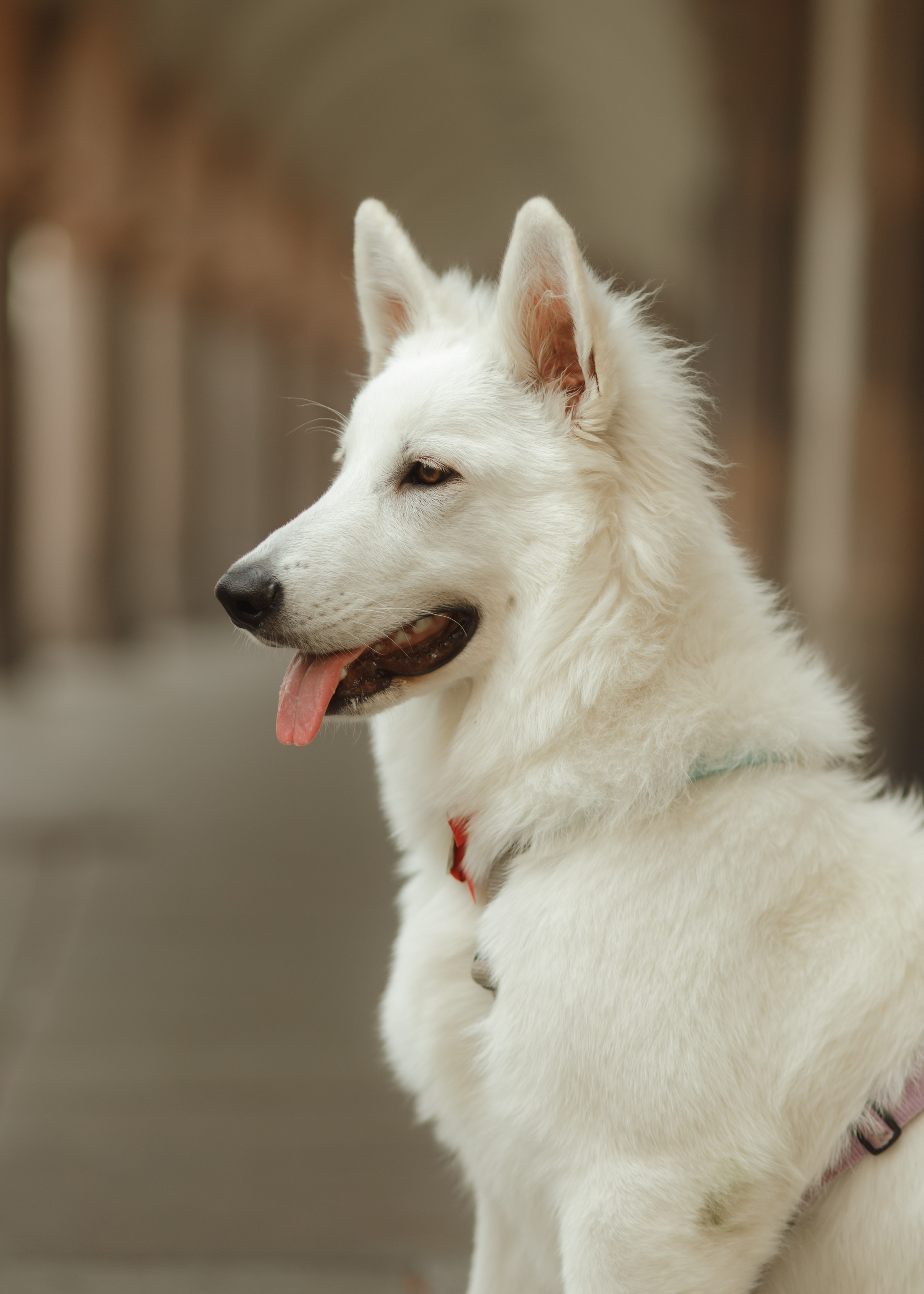 Astra in Leipzig. Kaja | fotograf we Wrocławiu | ludzie i psy