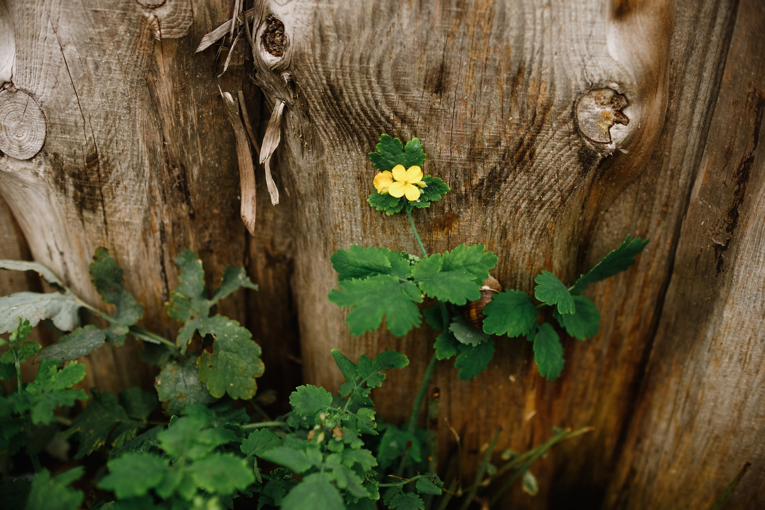 Grodno. Kaja | fotograf we Wrocławiu | ludzie i psy