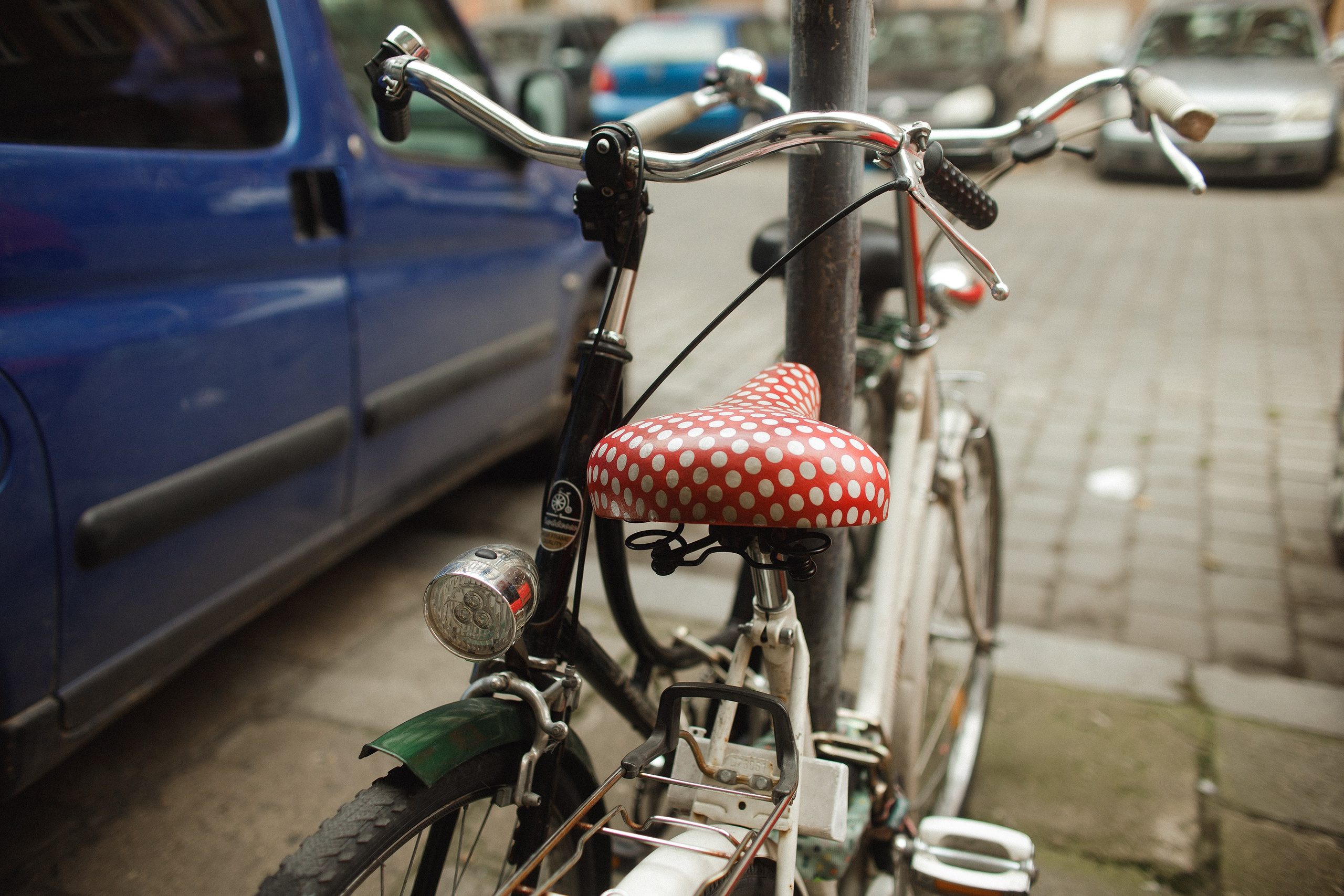 Nastya. Kaja | fotograf psów we Wrocławiu