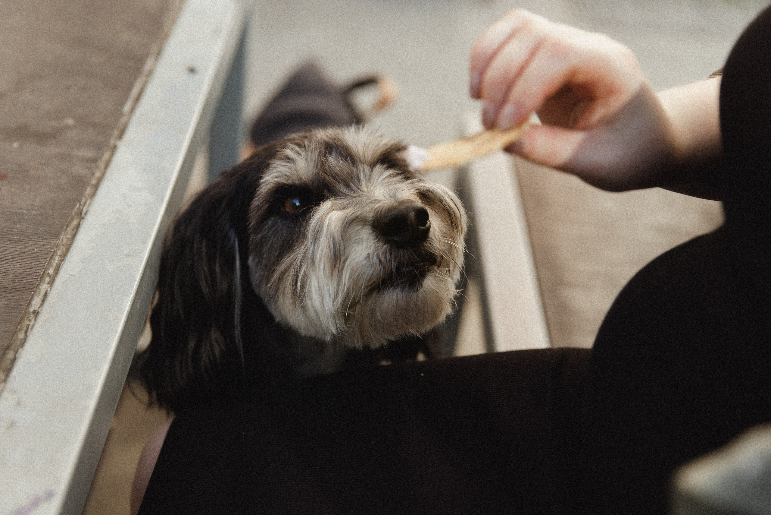 Lera & Flora. Kaja | fotograf we Wrocławiu | ludzie i psy