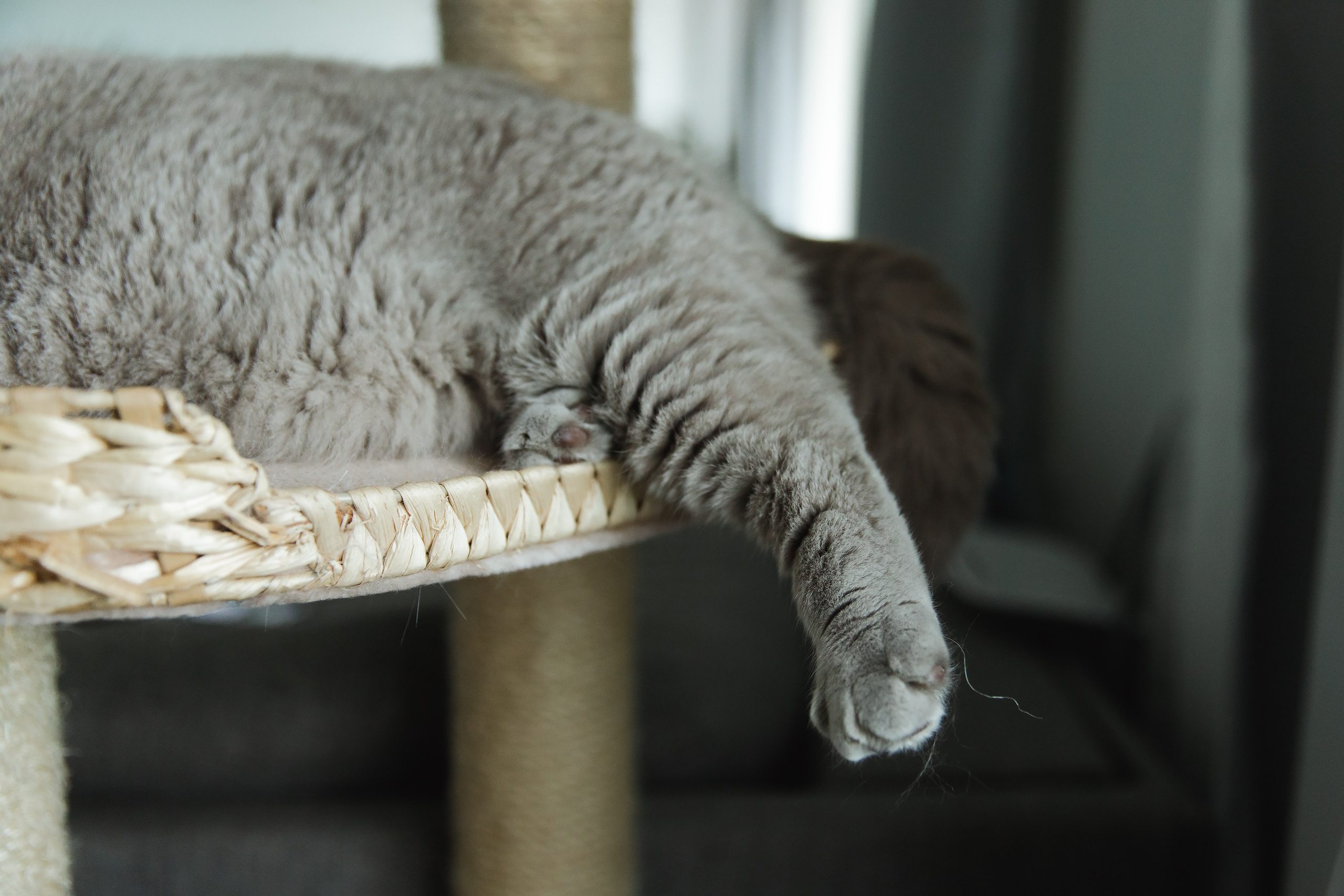 Boczka & Dimitrii. Kaja | fotograf we Wrocławiu | ludzie i psy