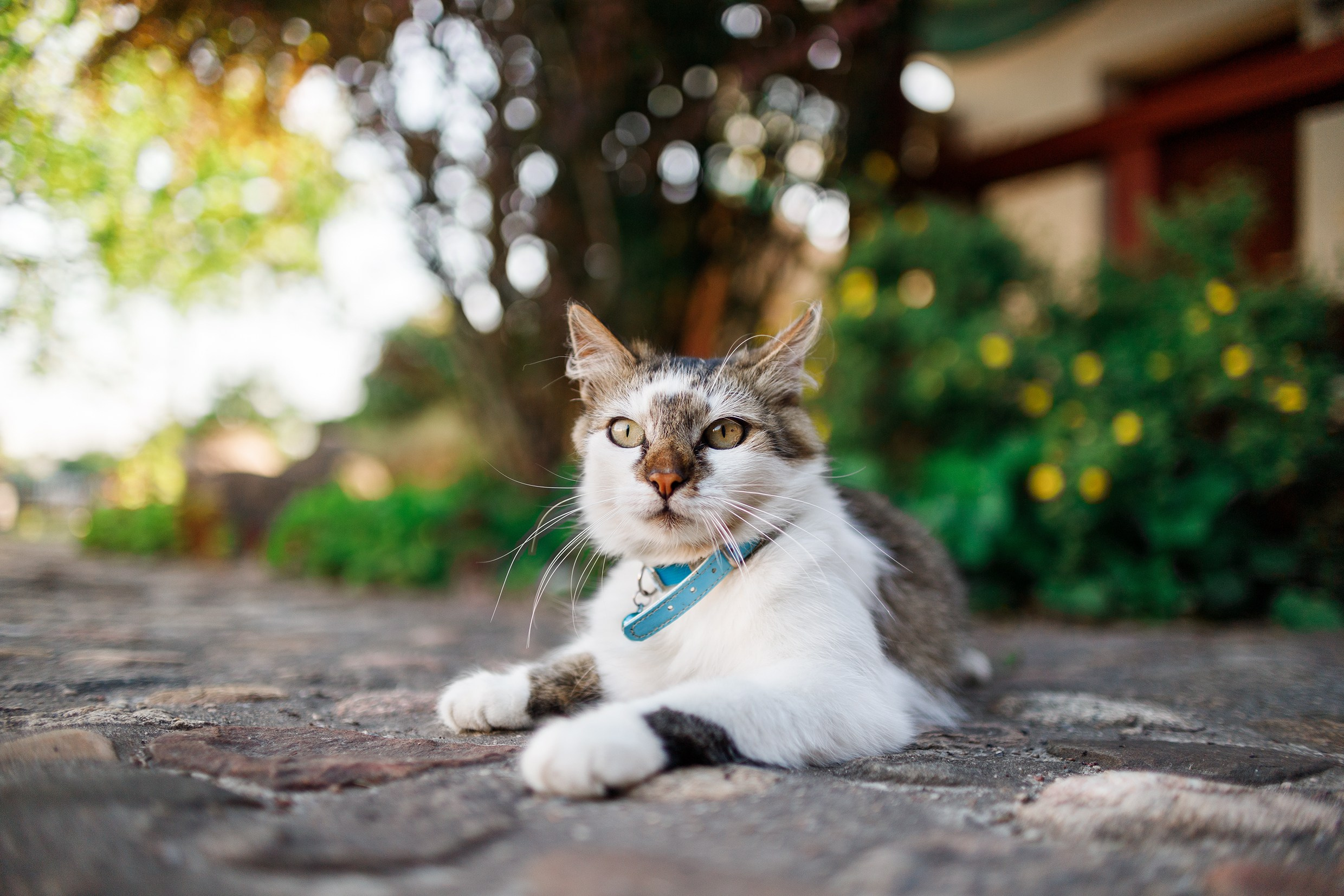 Nastya & Spark and Boss. Kaja | fotograf psów we Wrocławiu