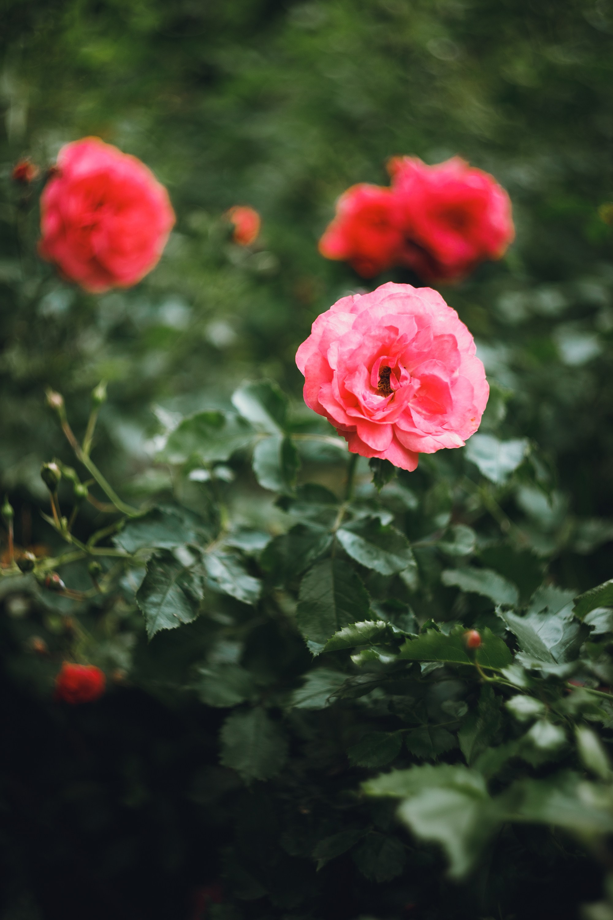 Krakow. Kaja | fotograf psów we Wrocławiu