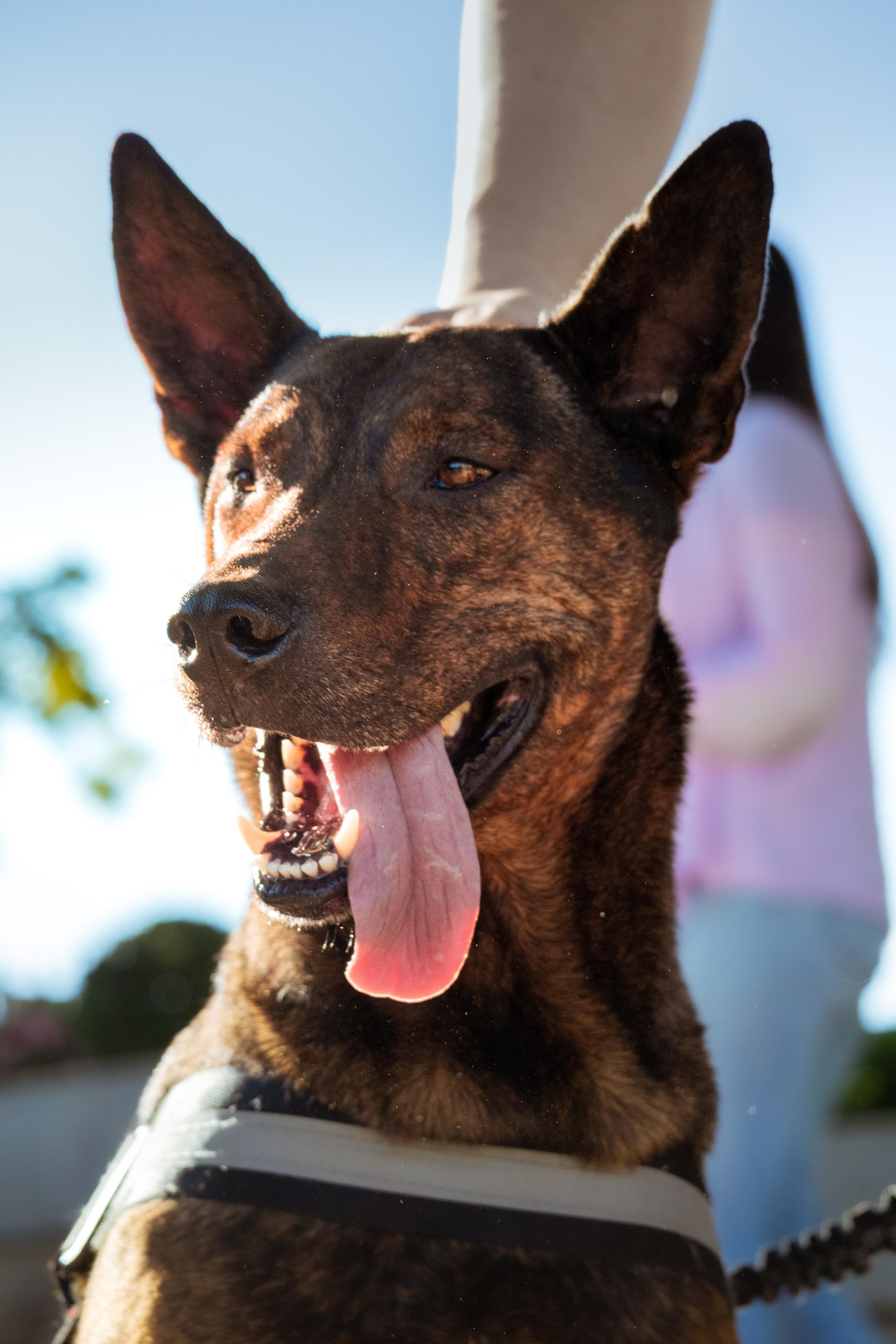 Dupla Canina ao Ar Livre. Fotógrafo espontâneo de eventos DGallery