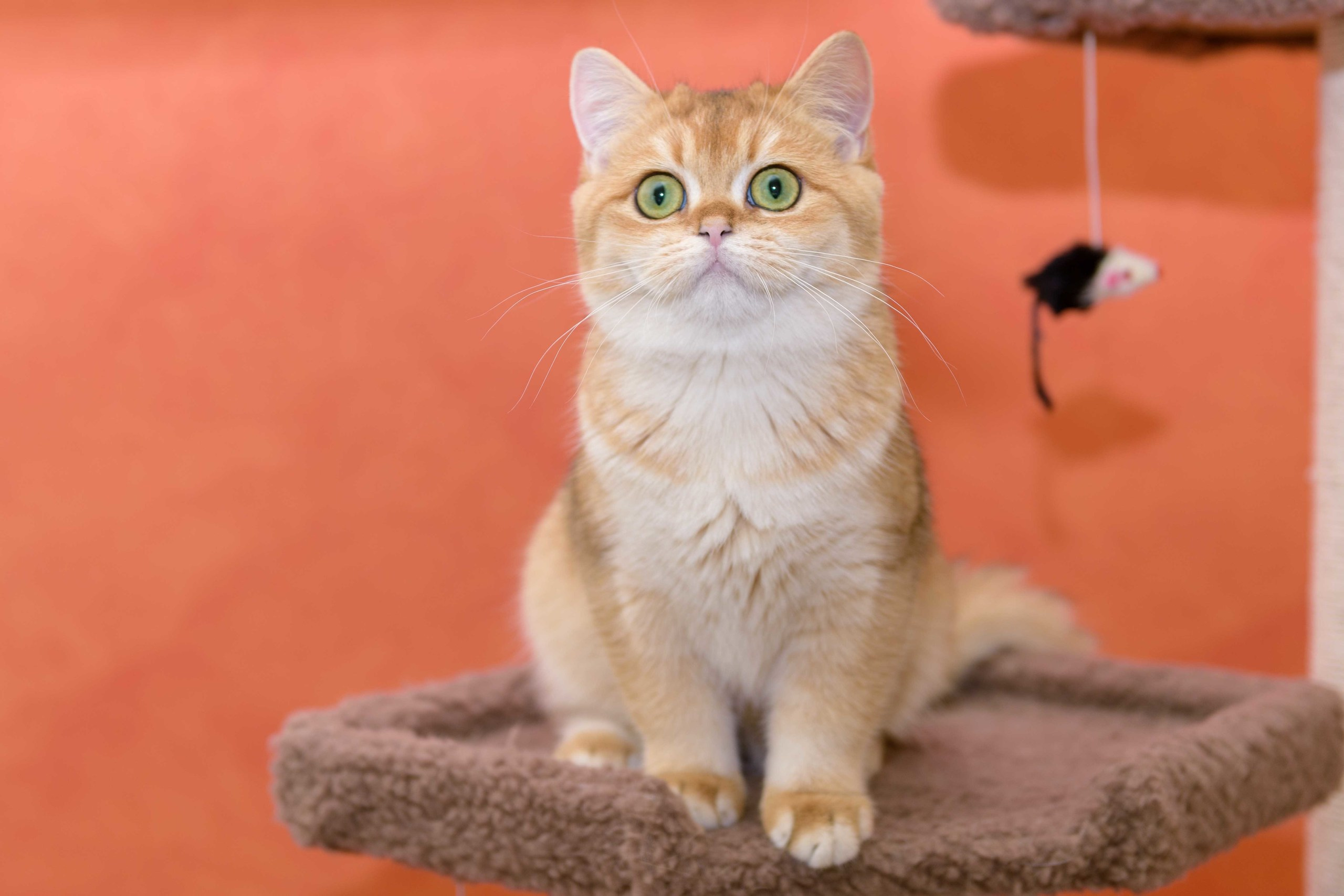 Εκτροφειο βρετανικης κοντότριχης γατας στην Ελλαδα, εκτροφείο βρετανικής κοντότριχης στην Αθήνα, εκτροφειο british shorthair Αθηνα, βρετανικη κοντοτριχη τσιντσιλα, χρυση βρετανική γάτα, βρετανική κοντότριχη γάτα με pedigree, βρετανική κοντότριχη γάτα τιμή, βρετανική μακρύτριχη γάτα, εκτροφείο βρετανικής κοντότριχης γάτας στην Κύπρο, εκτροφείο βρετανικής κοντότριχης γάτας στην Λεμεσό, βρετανική γάτα στην Κύπρο τιμή, χρυσή βρετανική γάτα στην Κύπρο, χρυσή βρετανική γάτα Λεμεσός