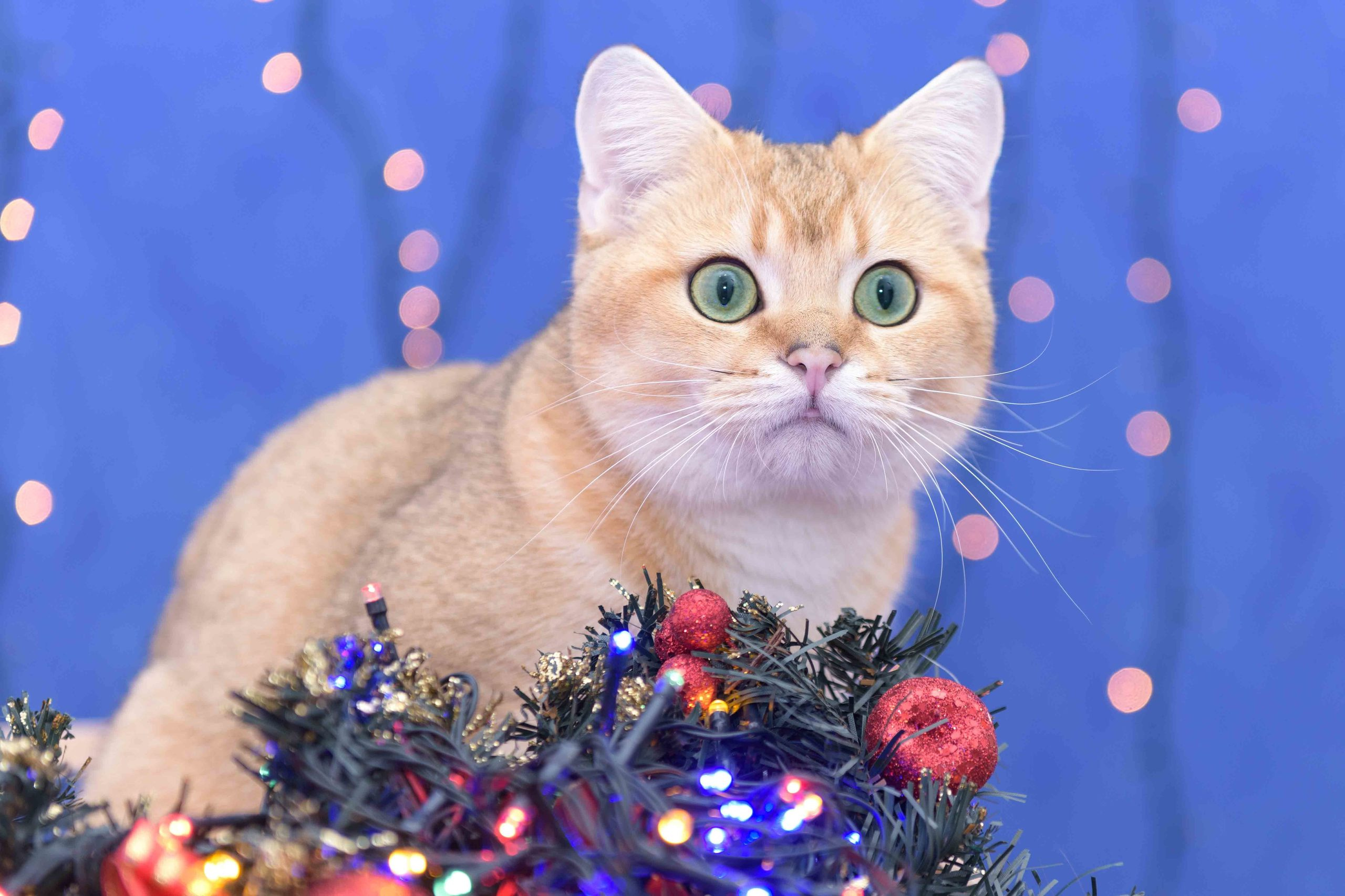 british shorthair golden, british shorthair golden cattery, british shorthair cattery greece, british golden chinchilla greece, british shorthair price, british shorthair Cyprus price, british shorthair Limassol price, cattery british shorthair Limassol, cattery british shorthair Cyprus, british shorthair kittens price, british kittens limassol