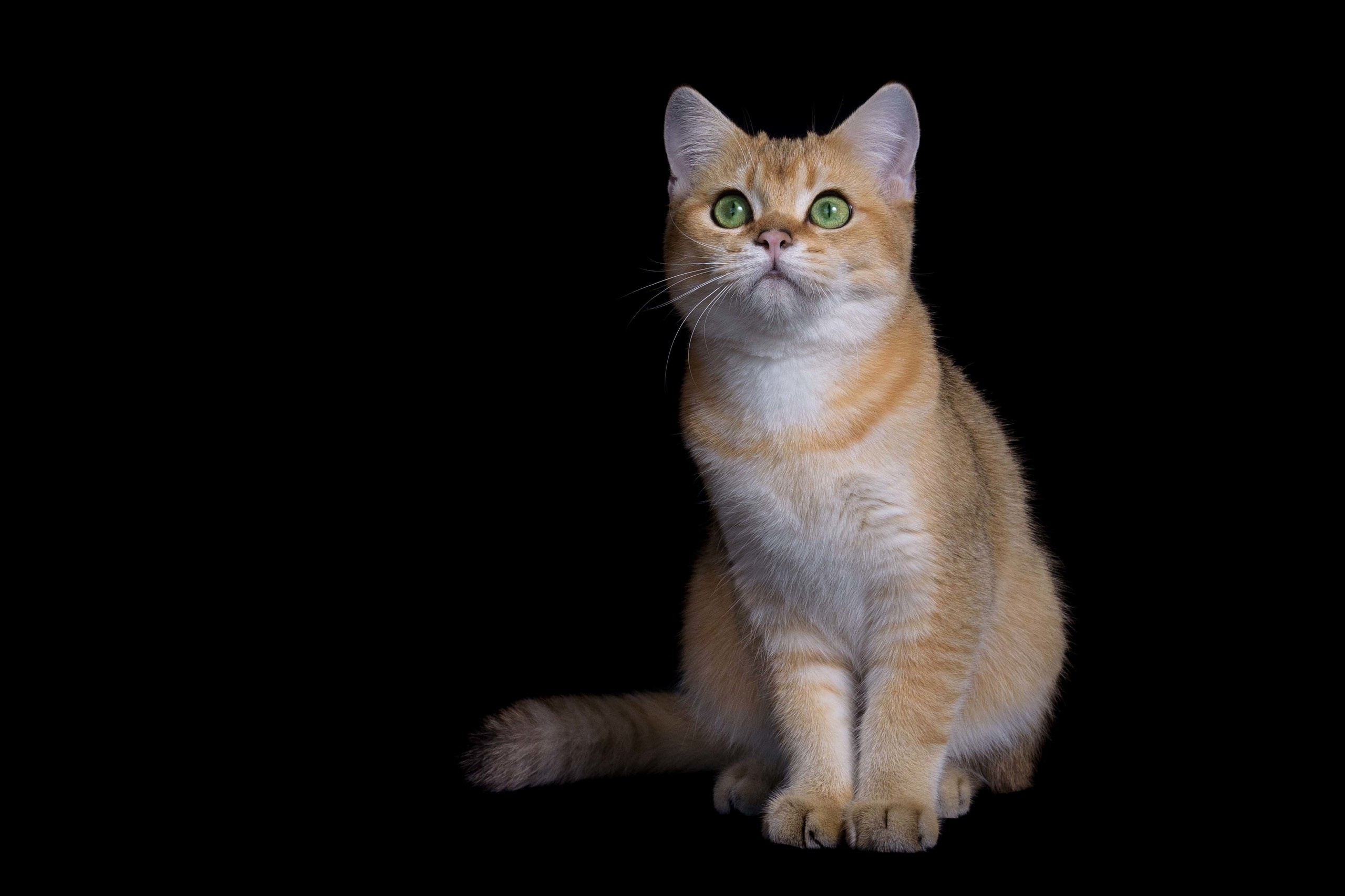 british shorthair golden, british shorthair golden cattery, british shorthair cattery greece, british golden chinchilla greece, british shorthair price, british shorthair Cyprus price, british shorthair Limassol price, cattery british shorthair Limassol, cattery british shorthair Cyprus, british shorthair kittens price, british kittens limassol