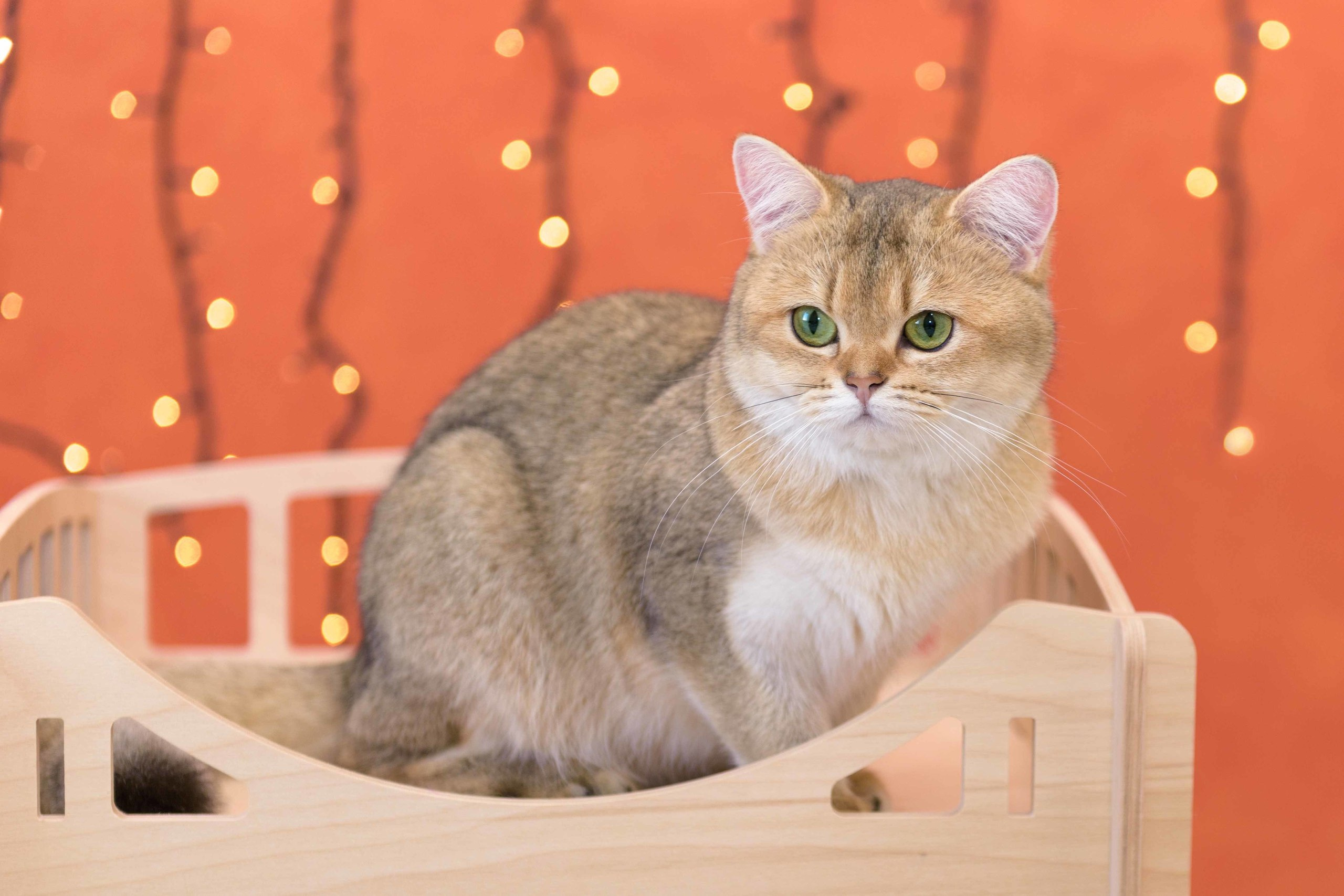 Εκτροφειο βρετανικης κοντότριχης γατας στην Ελλαδα, εκτροφείο βρετανικής κοντότριχης στην Αθήνα, εκτροφειο british shorthair Αθηνα, βρετανικη κοντοτριχη τσιντσιλα, χρυση βρετανική γάτα, βρετανική κοντότριχη γάτα με pedigree, βρετανική κοντότριχη γάτα τιμή, βρετανική μακρύτριχη γάτα, εκτροφείο βρετανικής κοντότριχης γάτας στην Κύπρο, εκτροφείο βρετανικής κοντότριχης γάτας στην Λεμεσό, βρετανική γάτα στην Κύπρο τιμή, χρυσή βρετανική γάτα στην Κύπρο, χρυσή βρετανική γάτα Λεμεσός