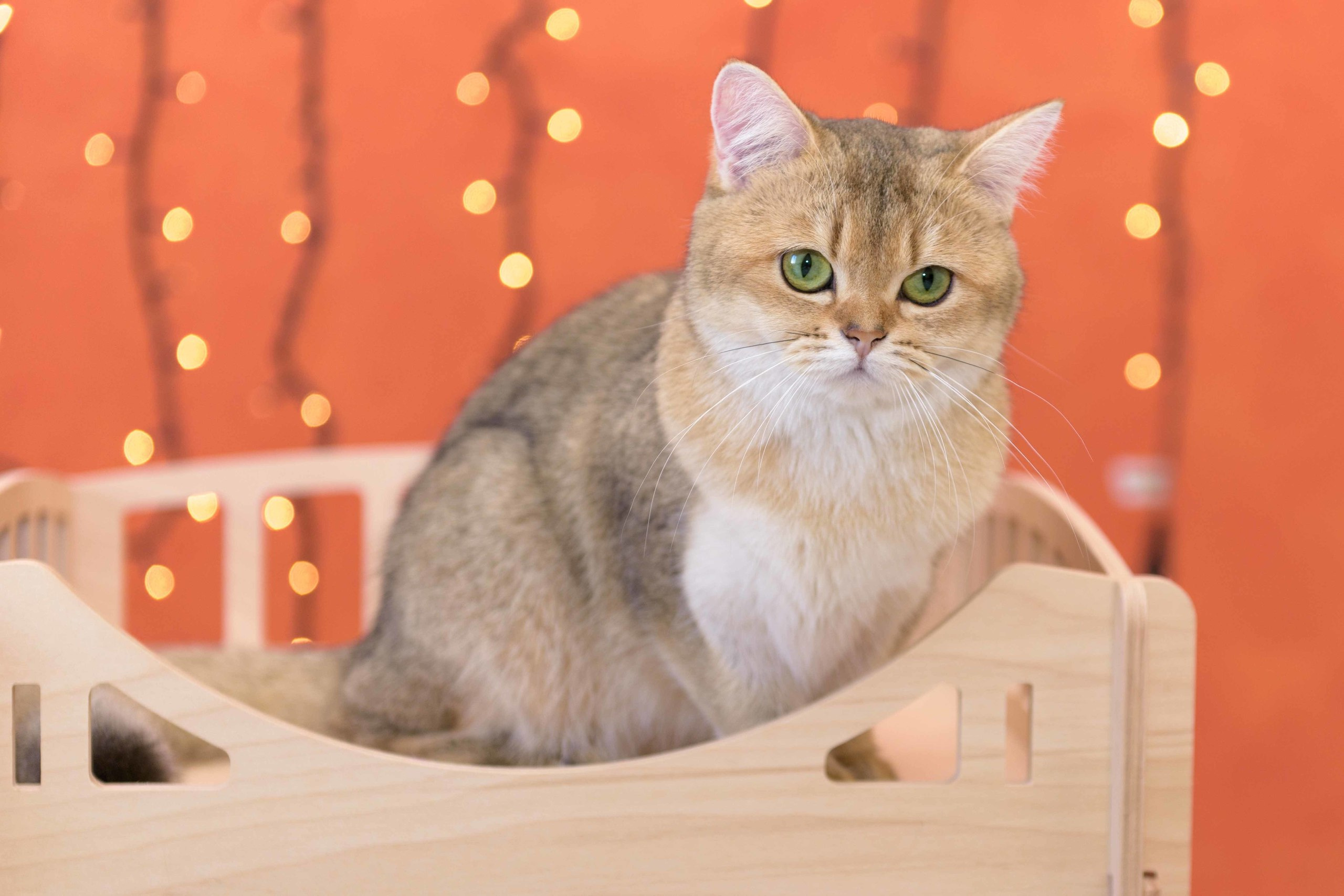 Εκτροφειο βρετανικης κοντότριχης γατας στην Ελλαδα, εκτροφείο βρετανικής κοντότριχης στην Αθήνα, εκτροφειο british shorthair Αθηνα, βρετανικη κοντοτριχη τσιντσιλα, χρυση βρετανική γάτα, βρετανική κοντότριχη γάτα με pedigree, βρετανική κοντότριχη γάτα τιμή, βρετανική μακρύτριχη γάτα, εκτροφείο βρετανικής κοντότριχης γάτας στην Κύπρο, εκτροφείο βρετανικής κοντότριχης γάτας στην Λεμεσό, βρετανική γάτα στην Κύπρο τιμή, χρυσή βρετανική γάτα στην Κύπρο, χρυσή βρετανική γάτα Λεμεσός