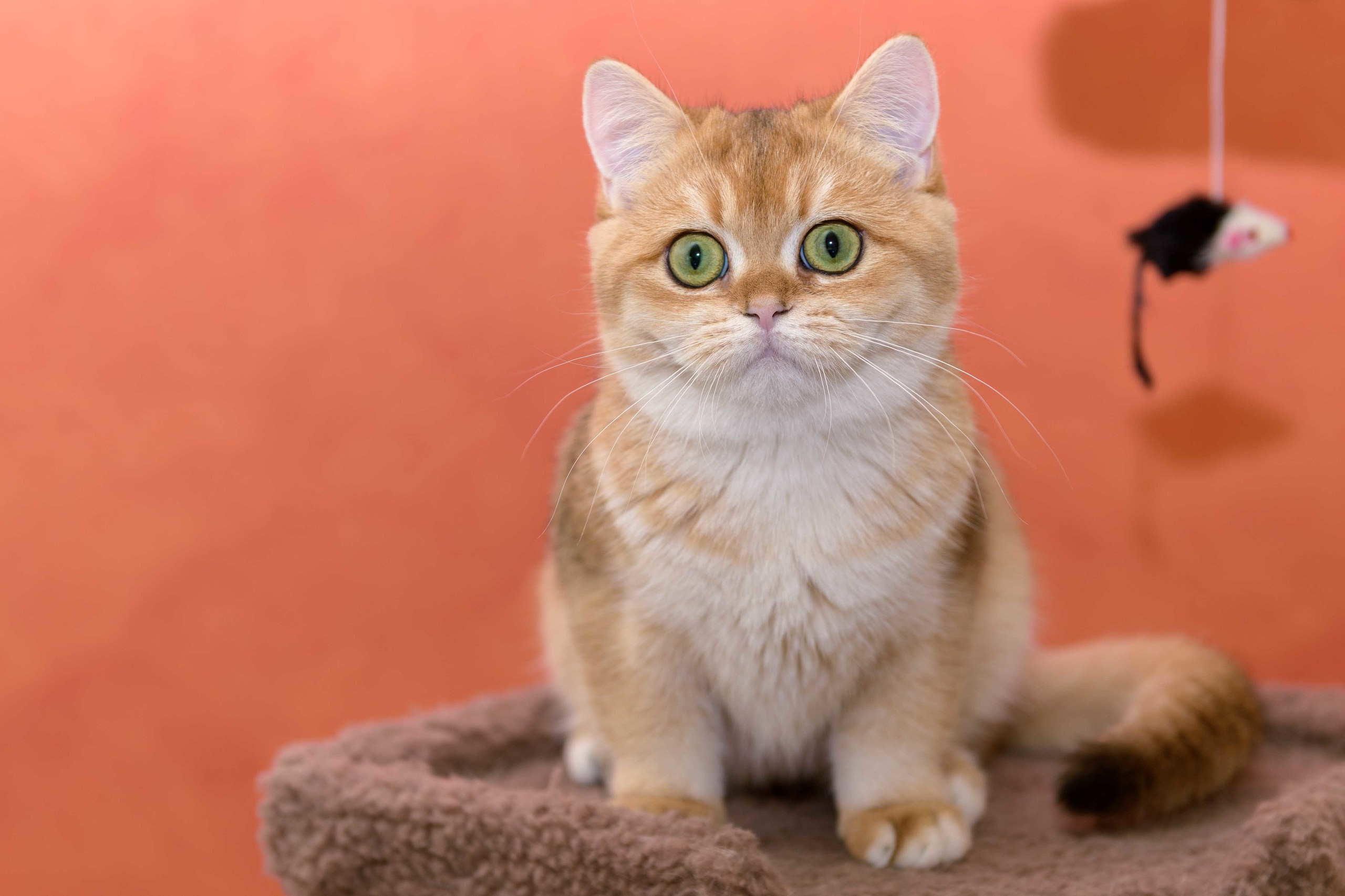 Εκτροφειο βρετανικης κοντότριχης γατας στην Ελλαδα, εκτροφείο βρετανικής κοντότριχης στην Αθήνα, εκτροφειο british shorthair Αθηνα, βρετανικη κοντοτριχη τσιντσιλα, χρυση βρετανική γάτα, βρετανική κοντότριχη γάτα με pedigree, βρετανική κοντότριχη γάτα τιμή, βρετανική μακρύτριχη γάτα, εκτροφείο βρετανικής κοντότριχης γάτας στην Κύπρο, εκτροφείο βρετανικής κοντότριχης γάτας στην Λεμεσό, βρετανική γάτα στην Κύπρο τιμή, χρυσή βρετανική γάτα στην Κύπρο, χρυσή βρετανική γάτα Λεμεσός