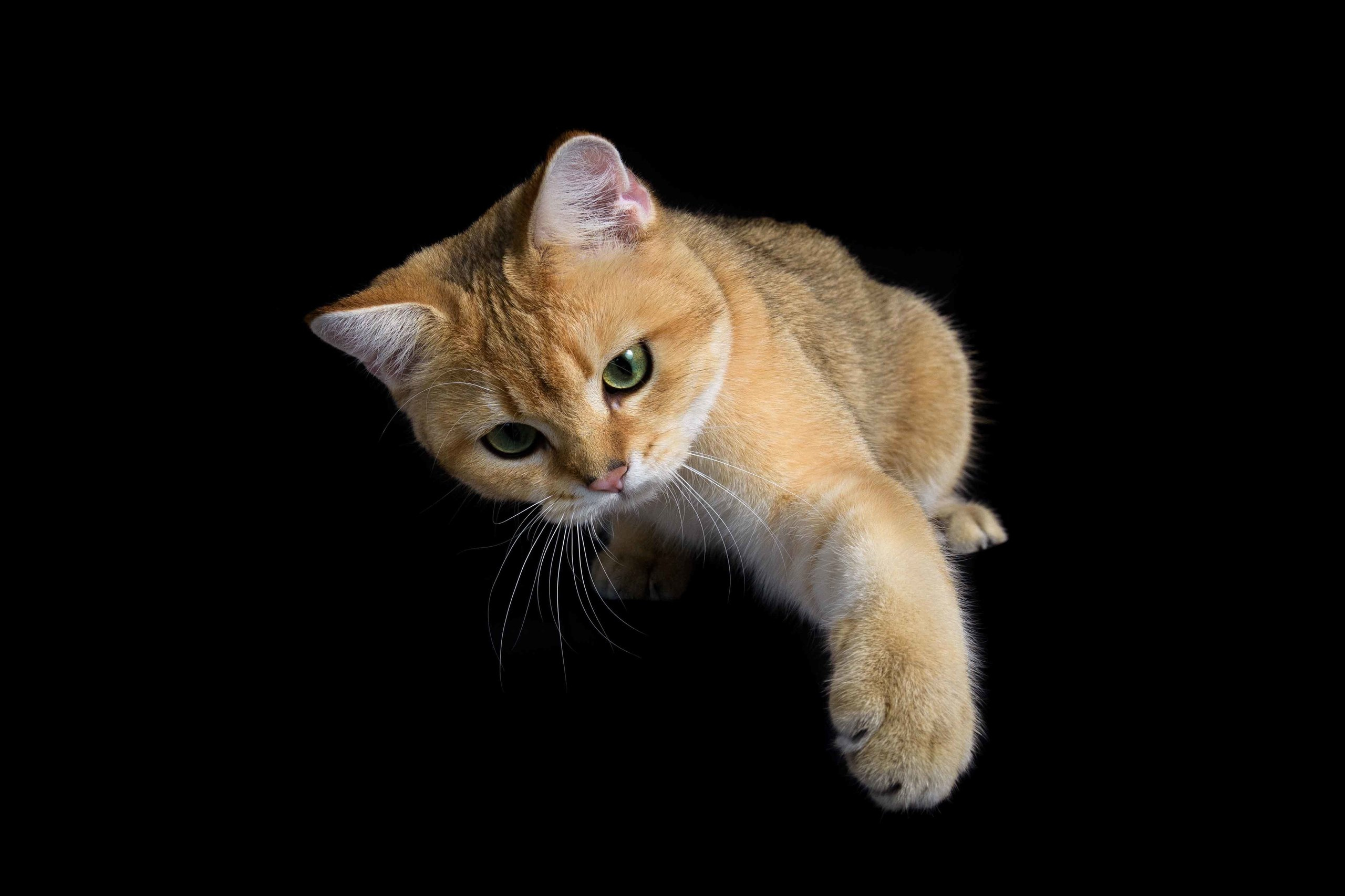 british shorthair golden, british shorthair golden cattery, british shorthair cattery greece, british golden chinchilla greece, british shorthair price, british shorthair Cyprus price, british shorthair Limassol price, cattery british shorthair Limassol, cattery british shorthair Cyprus, british shorthair kittens price, british kittens limassol, hosico cats, hosico cats breed, hosico cat in UK, hosico kitten price, british shorthair golden, british shorthair golden cattery, british shorthair cattery greece, british golden chinchilla greece, british shorthair price, british shorthair Cyprus price, british shorthair Limassol price, cattery british shorthair Limassol, cattery british shorthair Cyprus, british shorthair kittens price, british kittens limassol, hosico cats, hosico cats breed, hosico cat in UK, hosico kitten price, british shorthair cattery in UK, cattery british shorthair in London, cattery british shorthair in Belgium, cattery british shorthair in Portugal, cattery british shorthair in Denmark, cattery british shorthair in Sweden