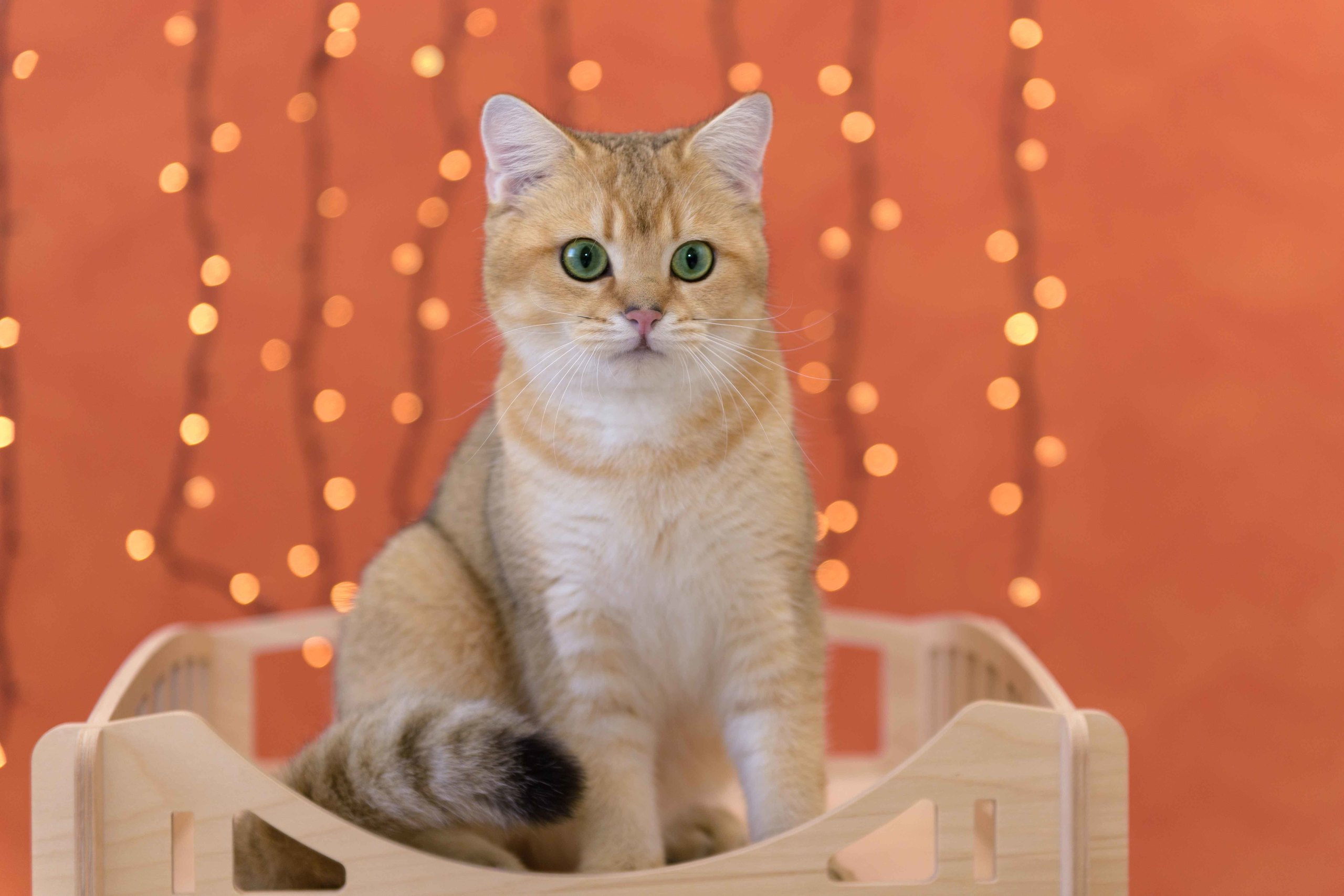 british shorthair golden, british shorthair golden cattery, british shorthair cattery greece, british golden chinchilla greece, british shorthair price, british shorthair Cyprus price, british shorthair Limassol price, cattery british shorthair Limassol, cattery british shorthair Cyprus, british shorthair kittens price, british kittens limassol, hosico cats, hosico cats breed, hosico cat in UK, hosico kitten price