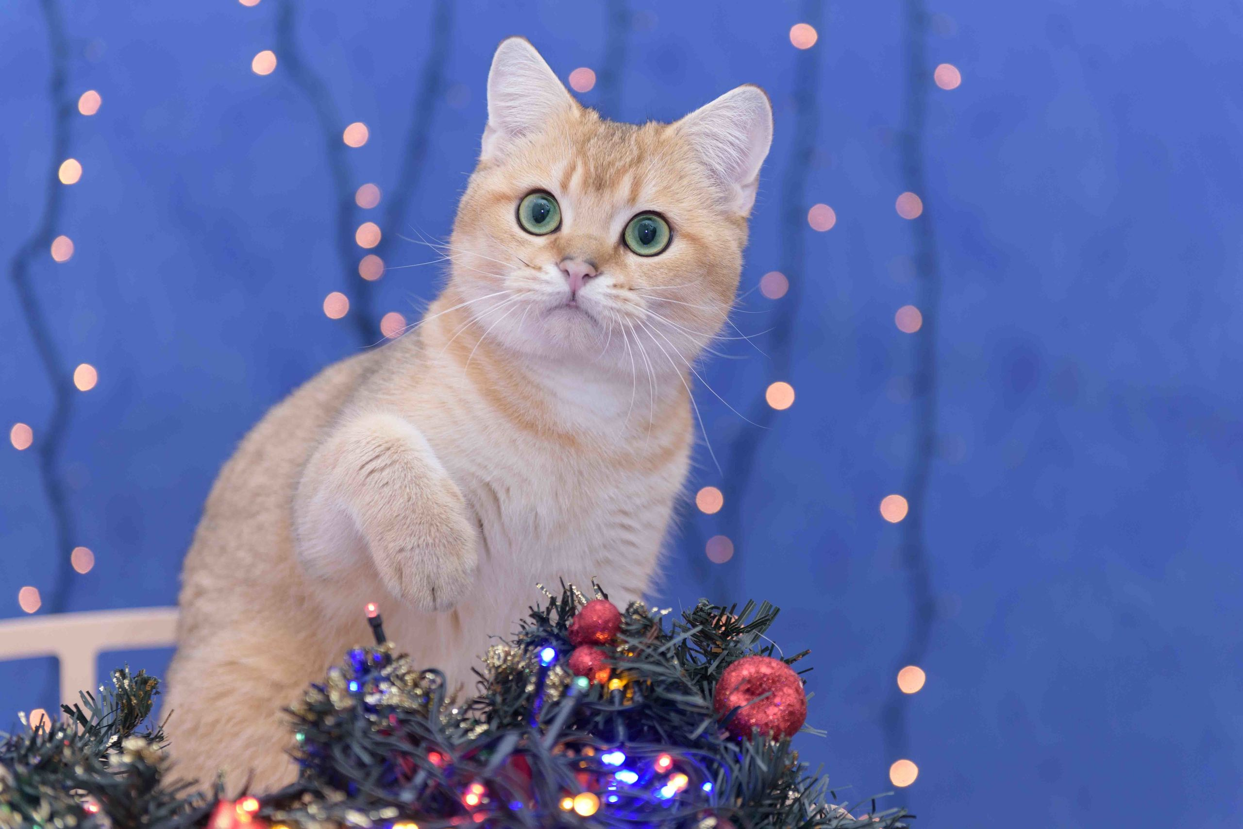 british shorthair golden, british shorthair golden cattery, british shorthair cattery greece, british golden chinchilla greece, british shorthair price, british shorthair Cyprus price, british shorthair Limassol price, cattery british shorthair Limassol, cattery british shorthair Cyprus, british shorthair kittens price, british kittens limassol