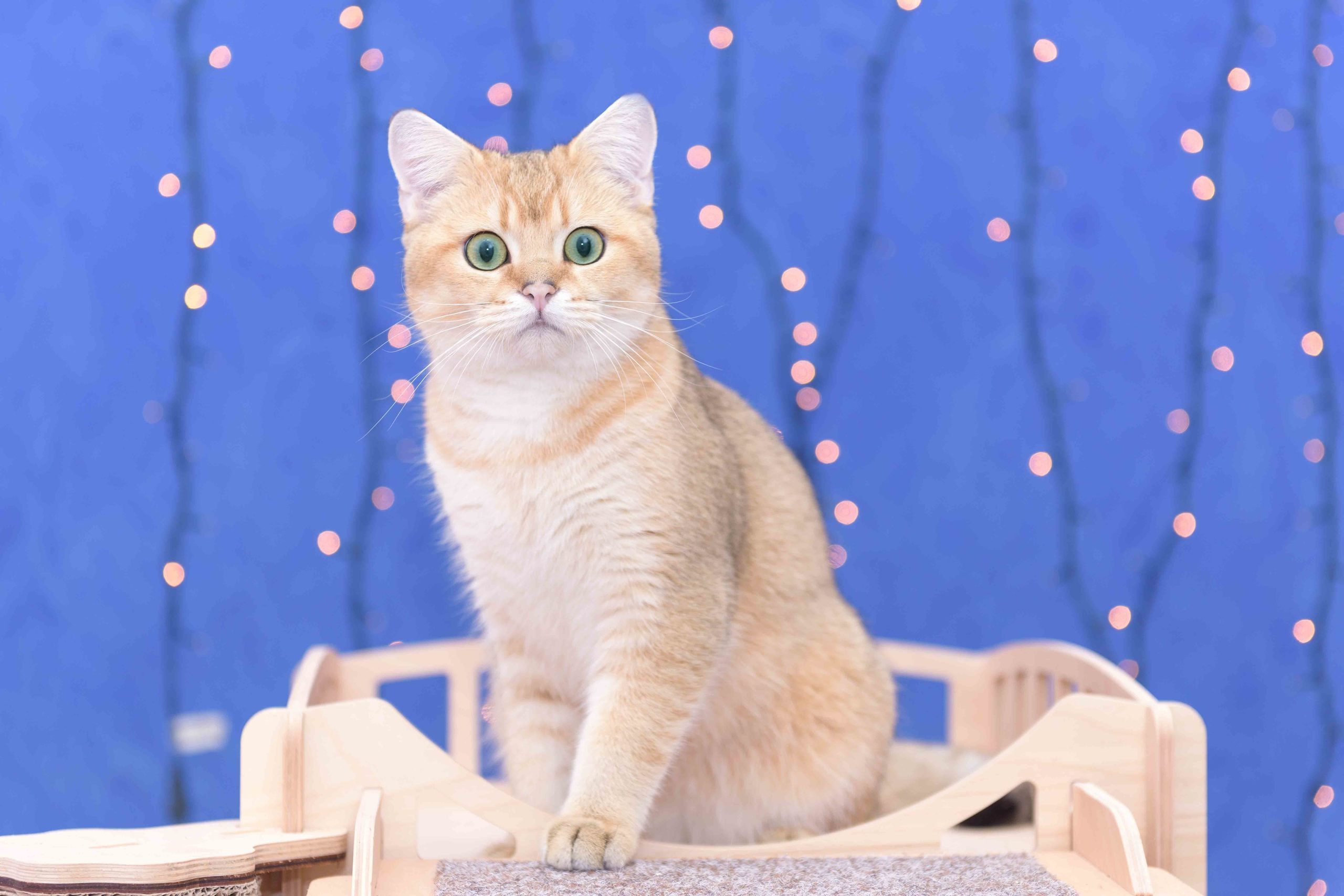 british shorthair golden, british shorthair golden cattery, british shorthair cattery greece, british golden chinchilla greece, british shorthair price, british shorthair Cyprus price, british shorthair Limassol price, cattery british shorthair Limassol, cattery british shorthair Cyprus, british shorthair kittens price, british kittens limassol