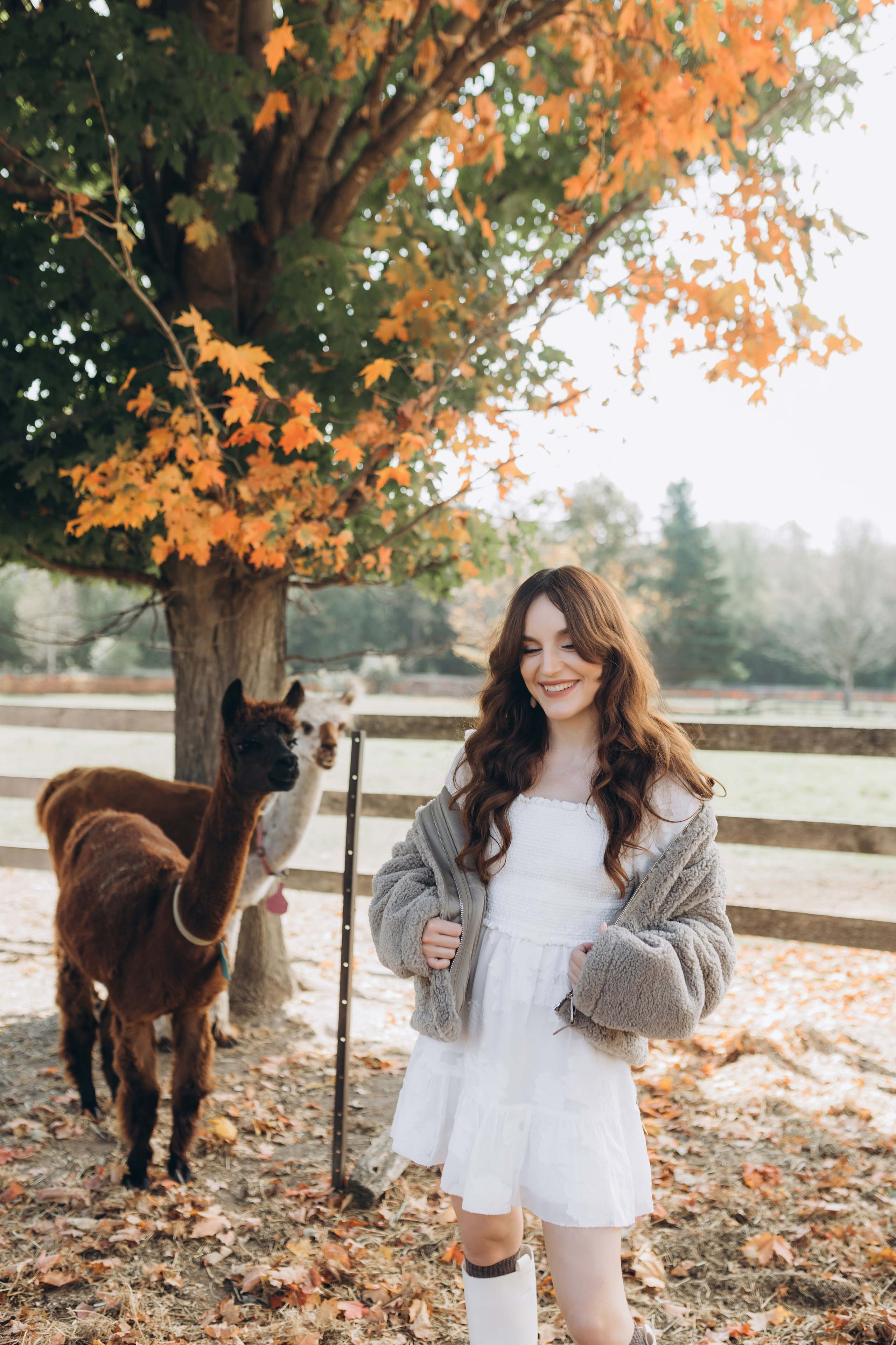 Alpacas Farm. Chernenko.photography