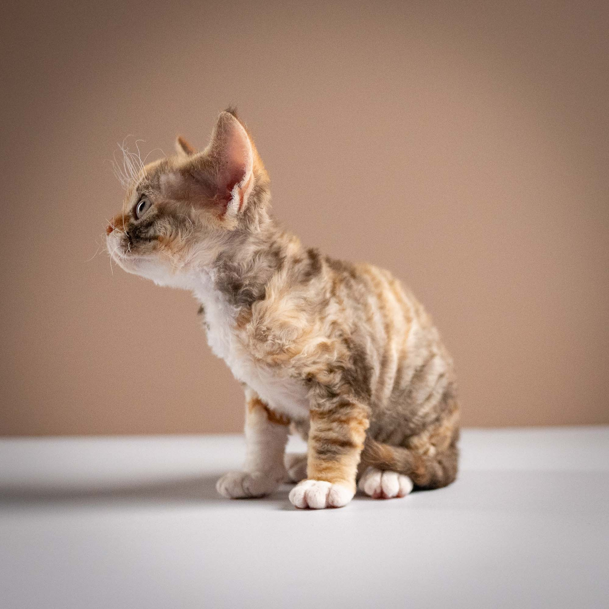 Oksana, girl, born 02.08.26. Devon Rex Pixie Cattery