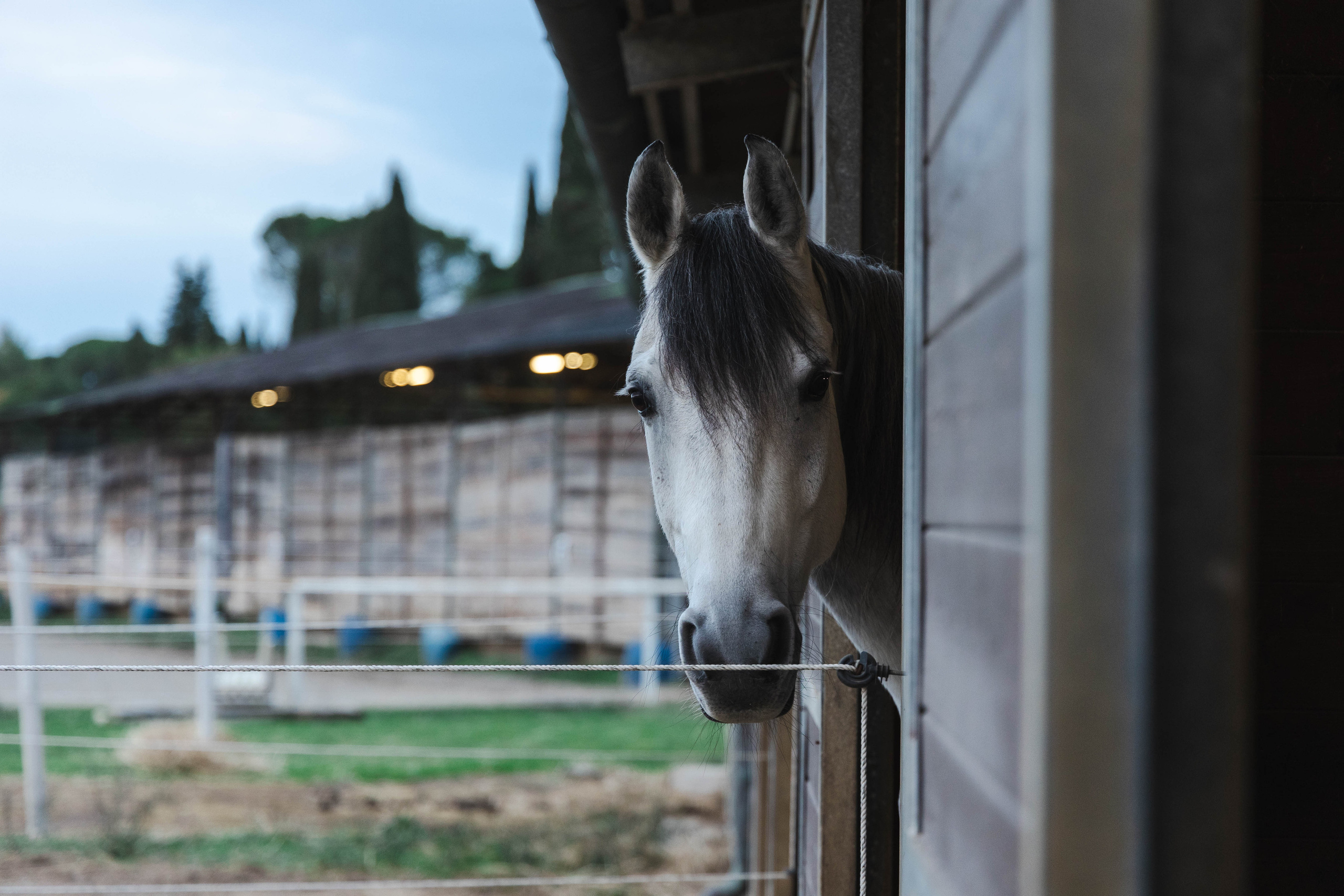 Filip and horses in Italy. Nina Janeckova Photographer and Videographer in Bodensee Ravensburg