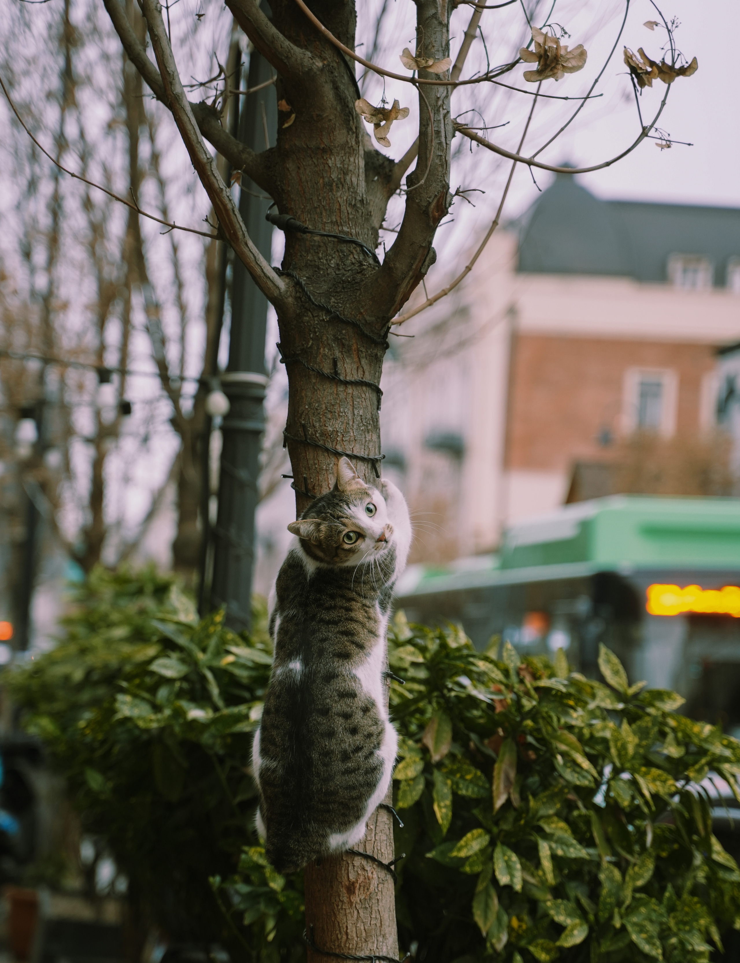 ТБИЛИСИ 2023-2024. Стрит-фотография, полная абсурда, идиотизма и красоты