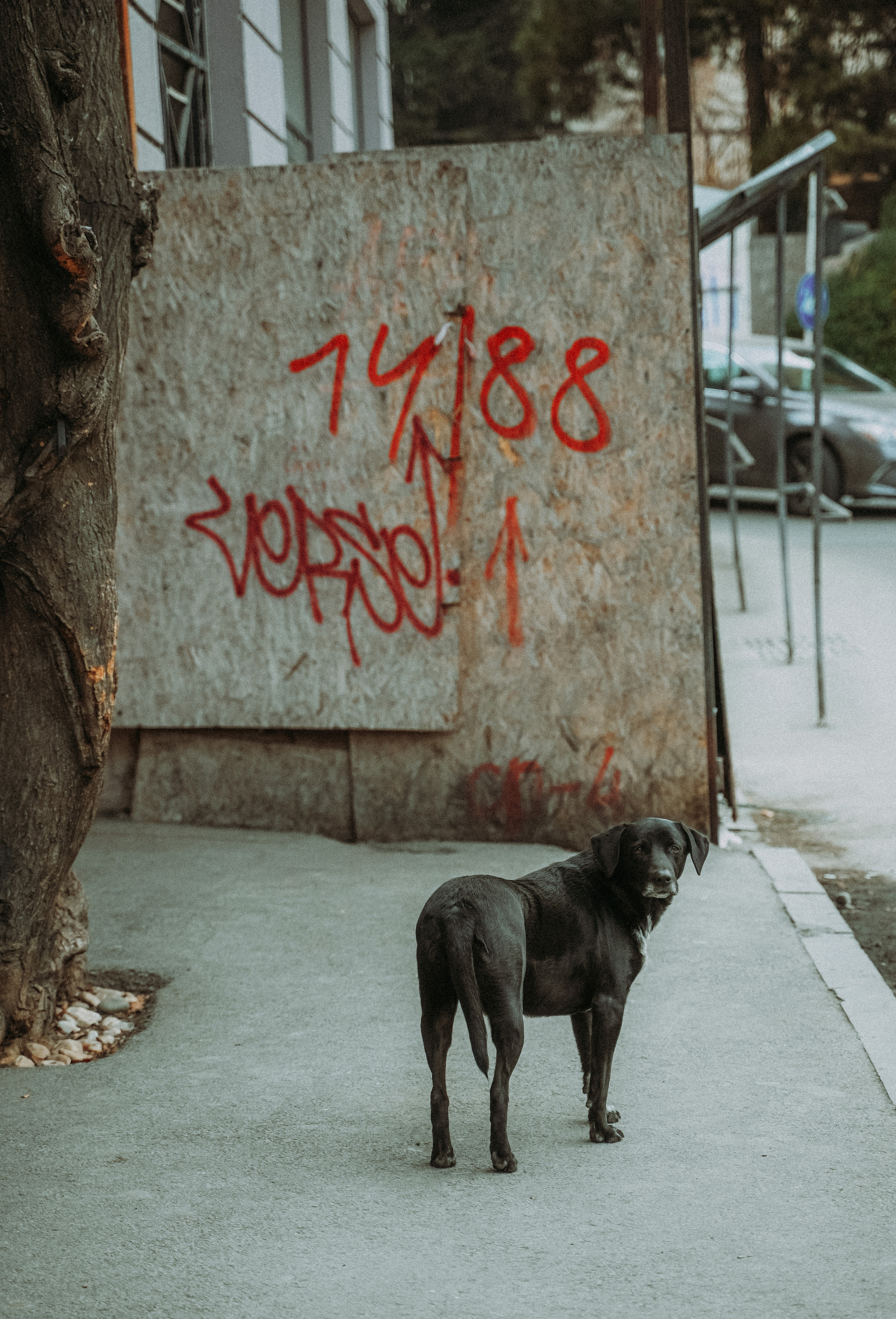 ТБИЛИСИ 2023-2024. Стрит-фотография, полная абсурда, идиотизма и красоты