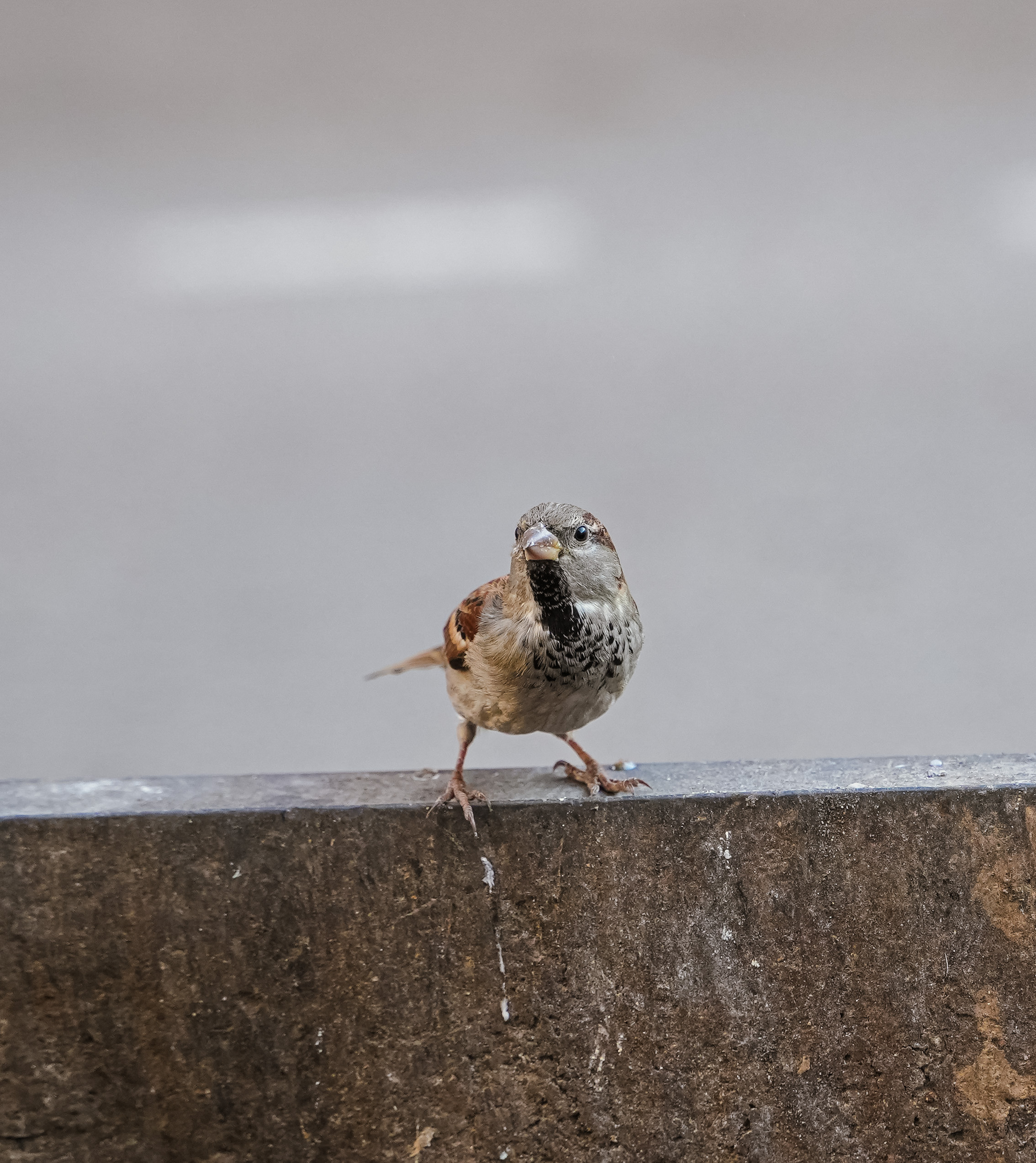 ТБИЛИСИ 2023-2024. Стрит-фотография, полная абсурда, идиотизма и красоты