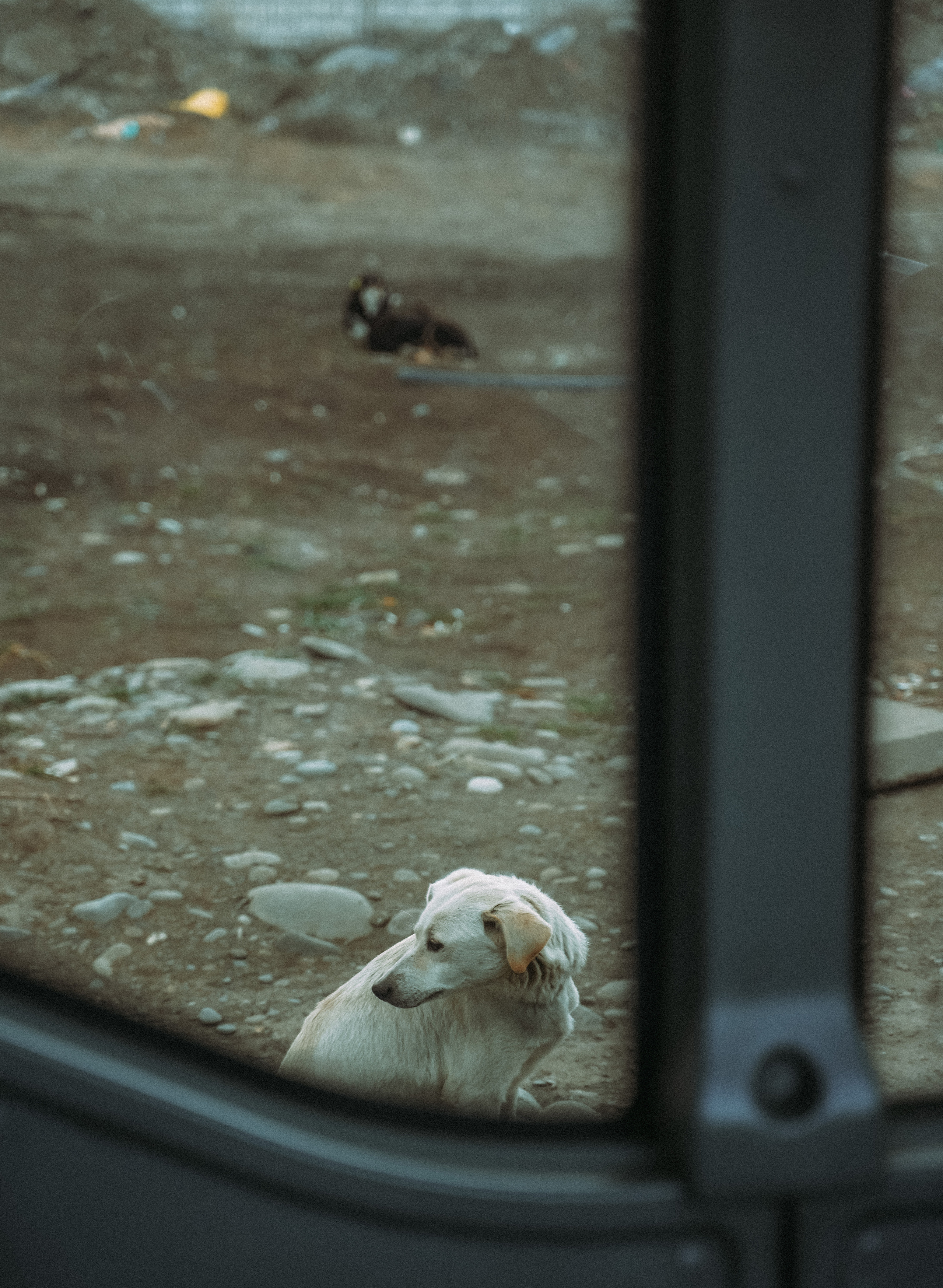 ТБИЛИСИ 2023-2024. Стрит-фотография, полная абсурда, идиотизма и красоты