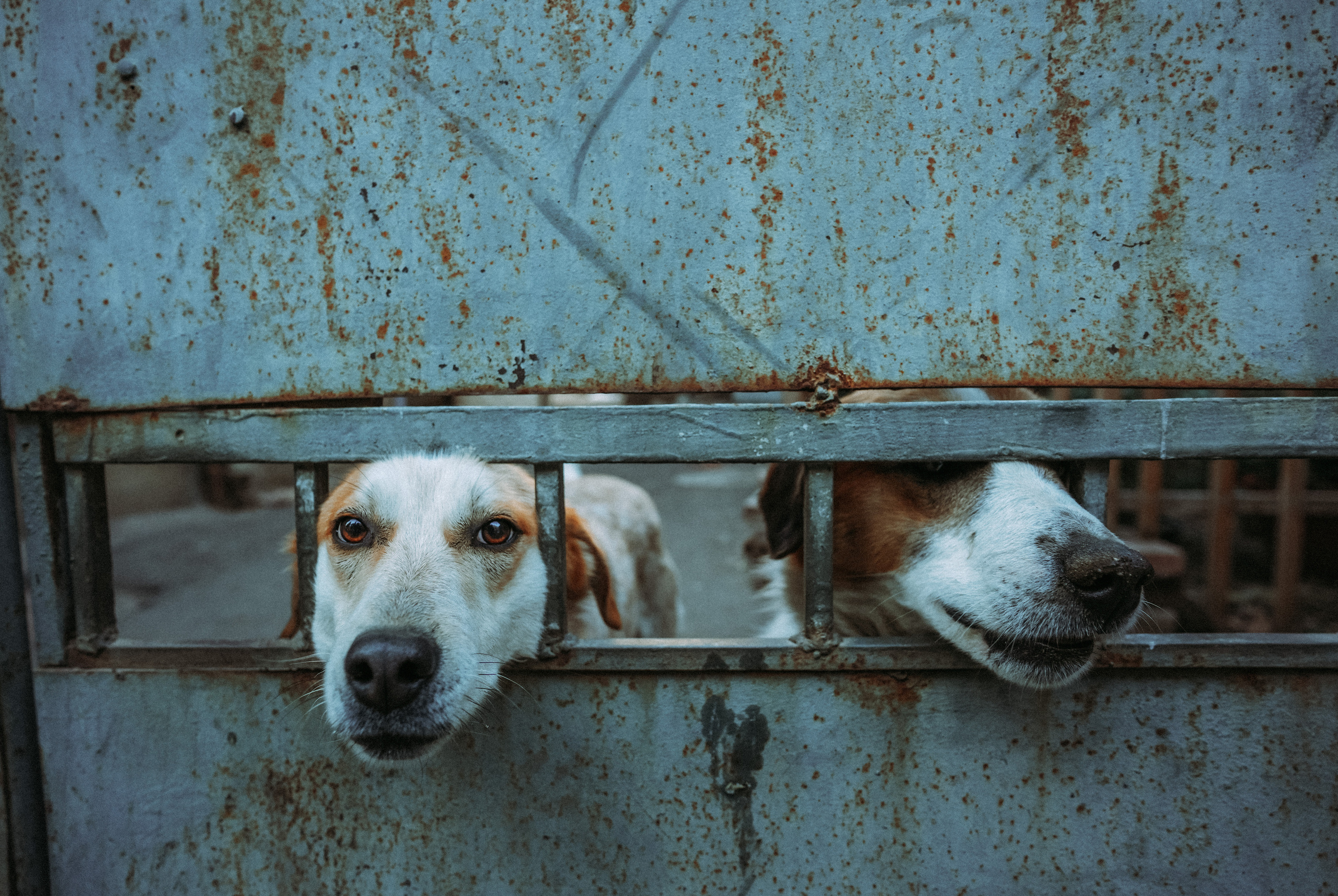 ТБИЛИСИ 2023-2024. Стрит-фотография, полная абсурда, идиотизма и красоты