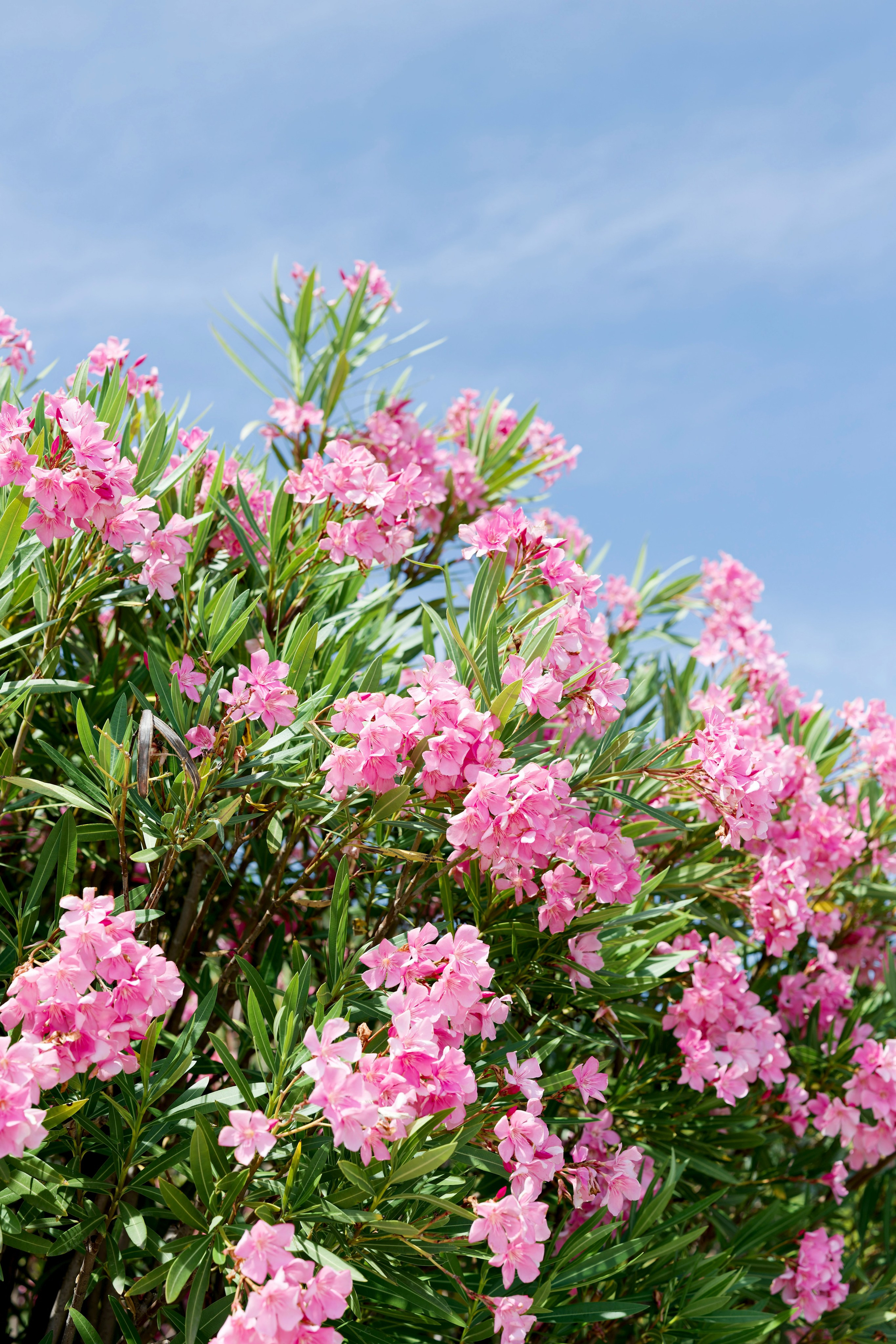 Wedding at Villa Bettoni on Lake Garda