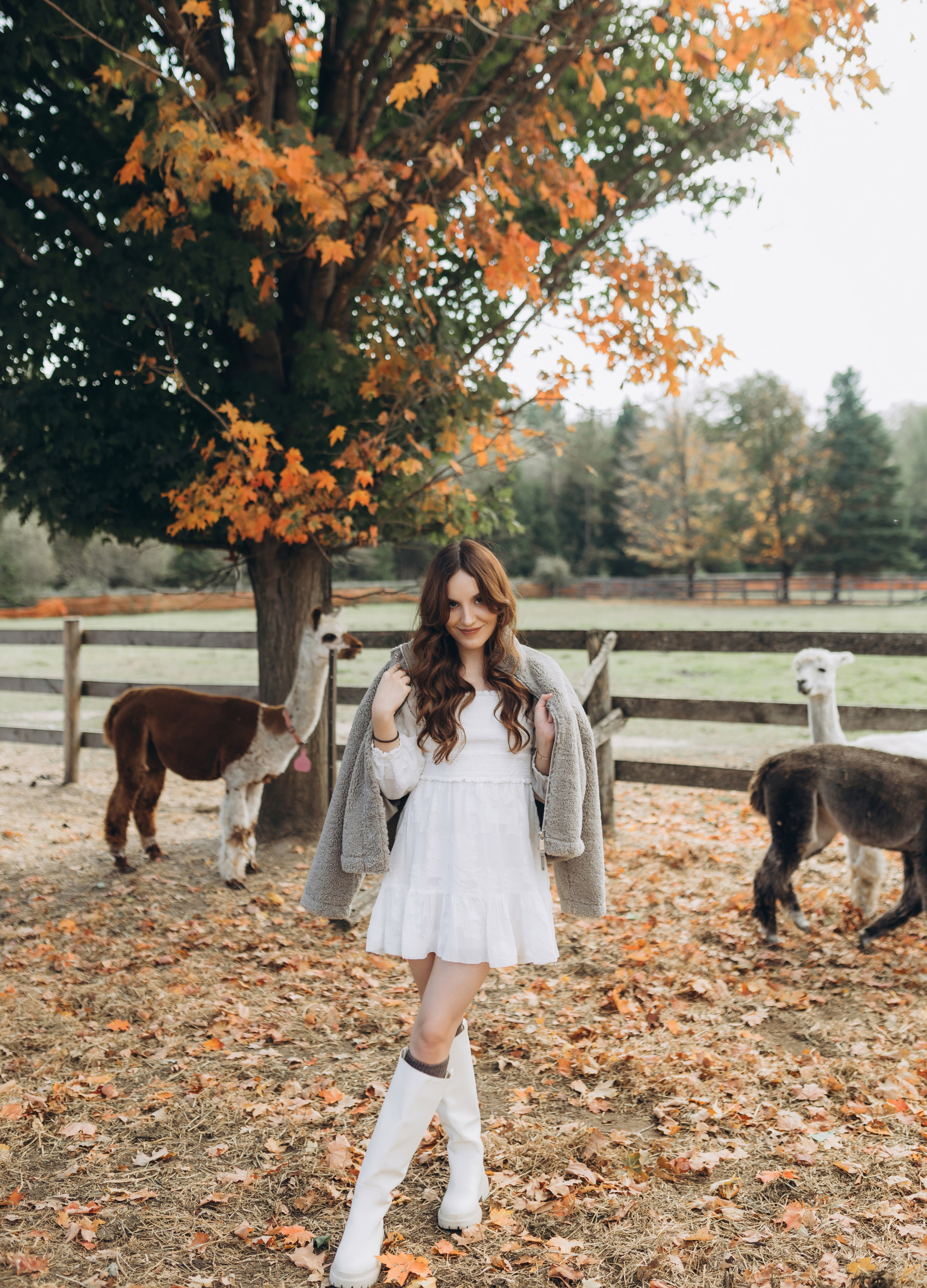 Alpacas Farm. Chernenko.photography