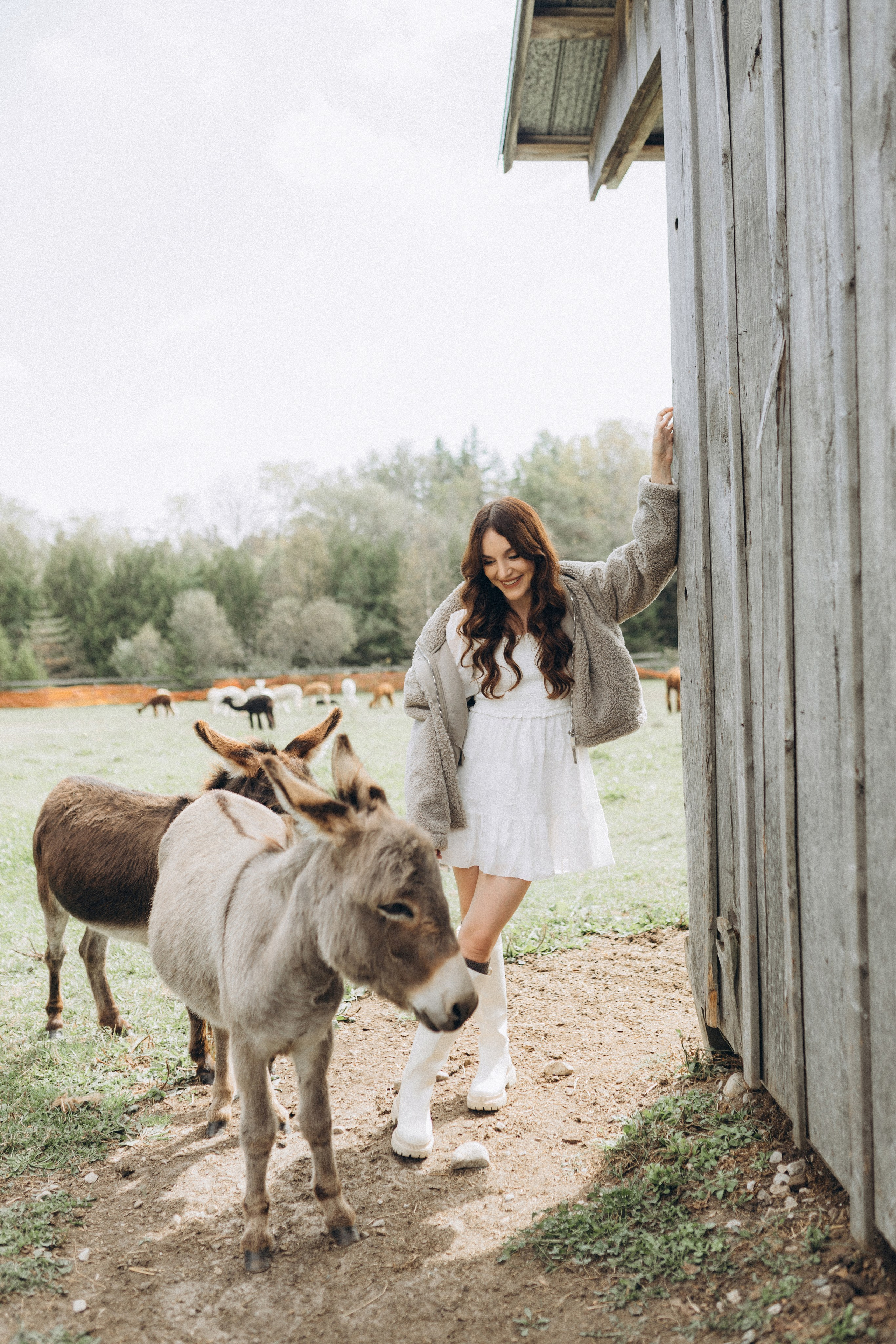 Alpacas Farm. Chernenko.photography
