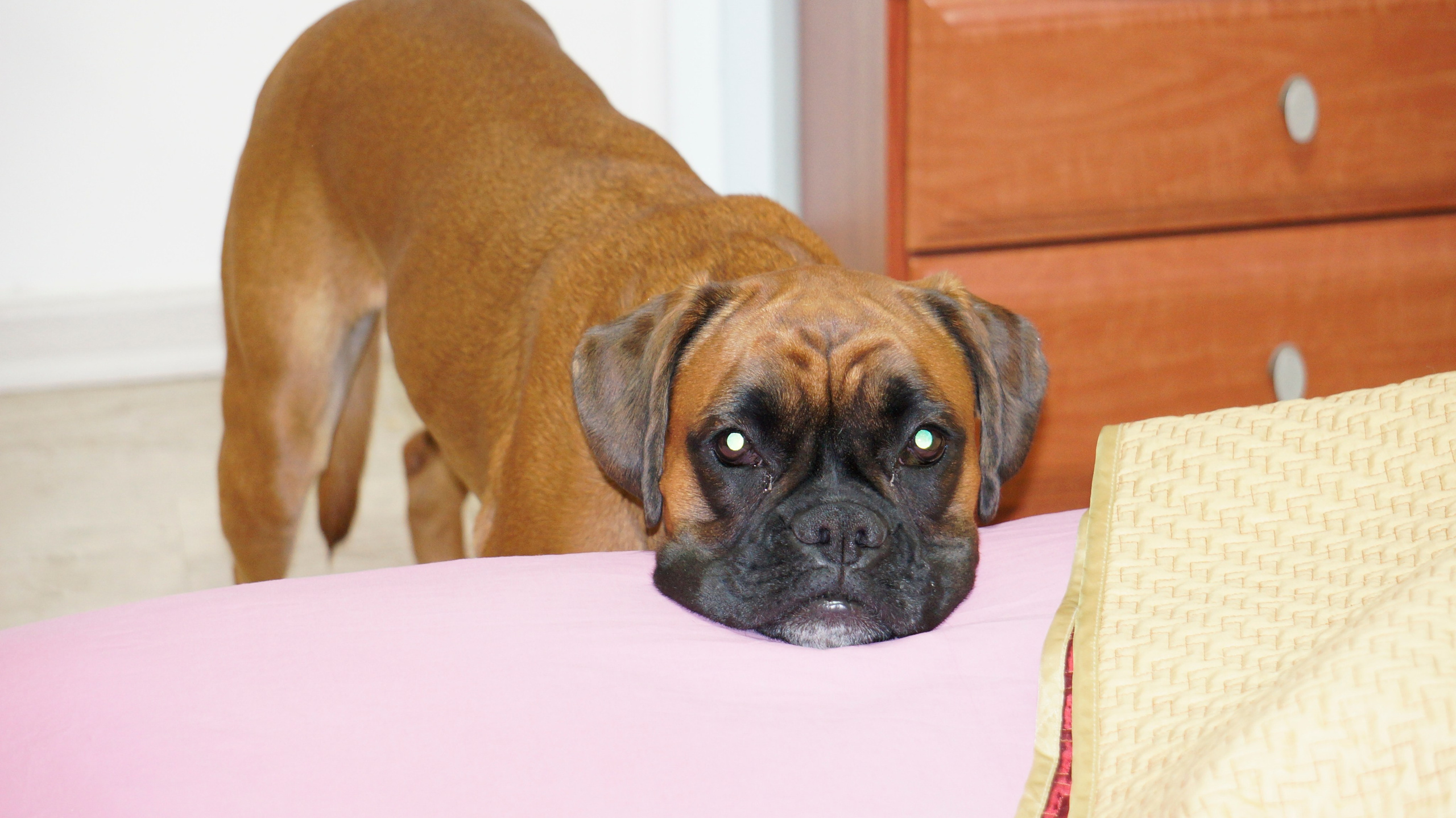 My ״Star״ Boxer Dog