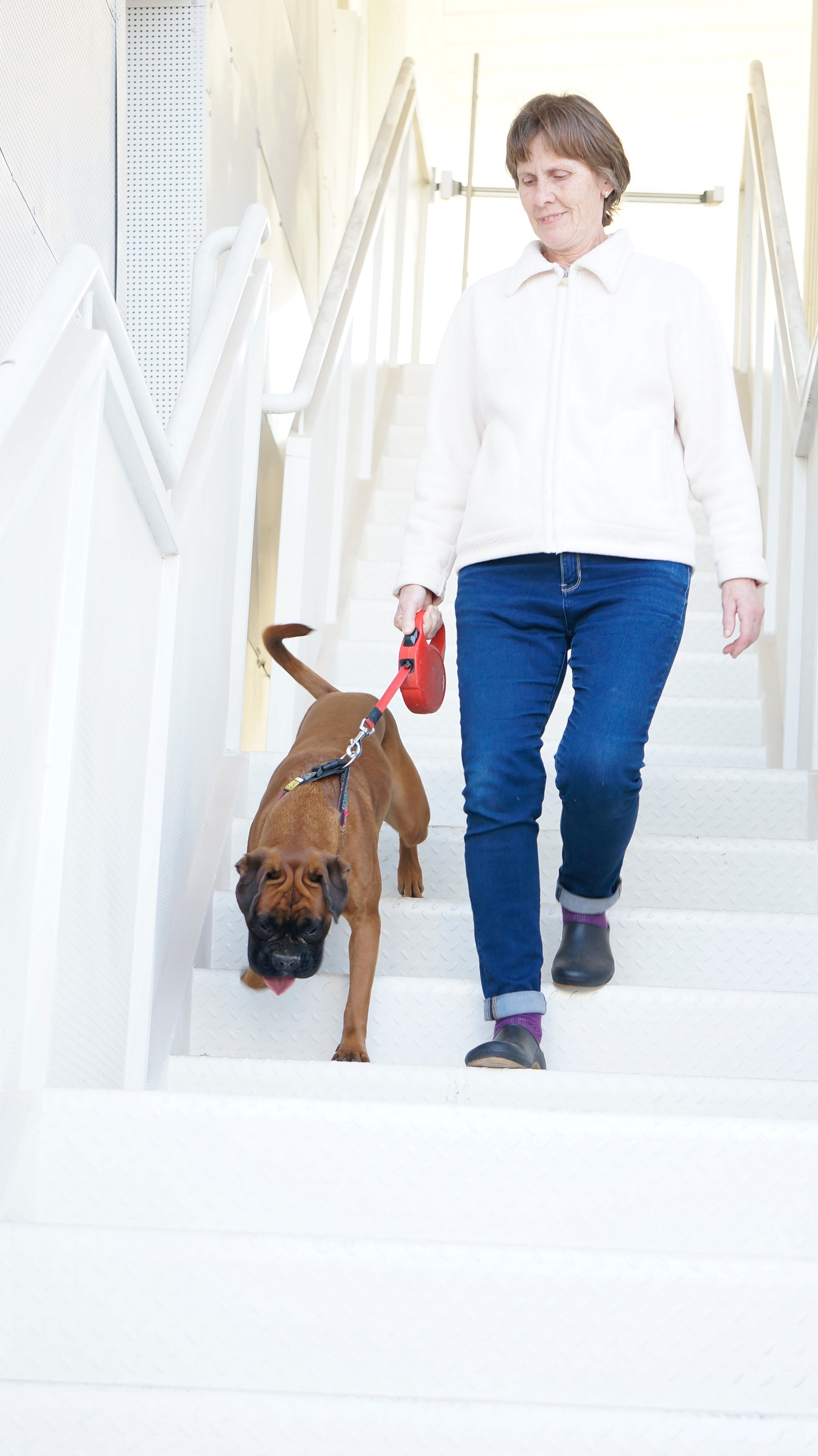 My ״Star״ Boxer Dog