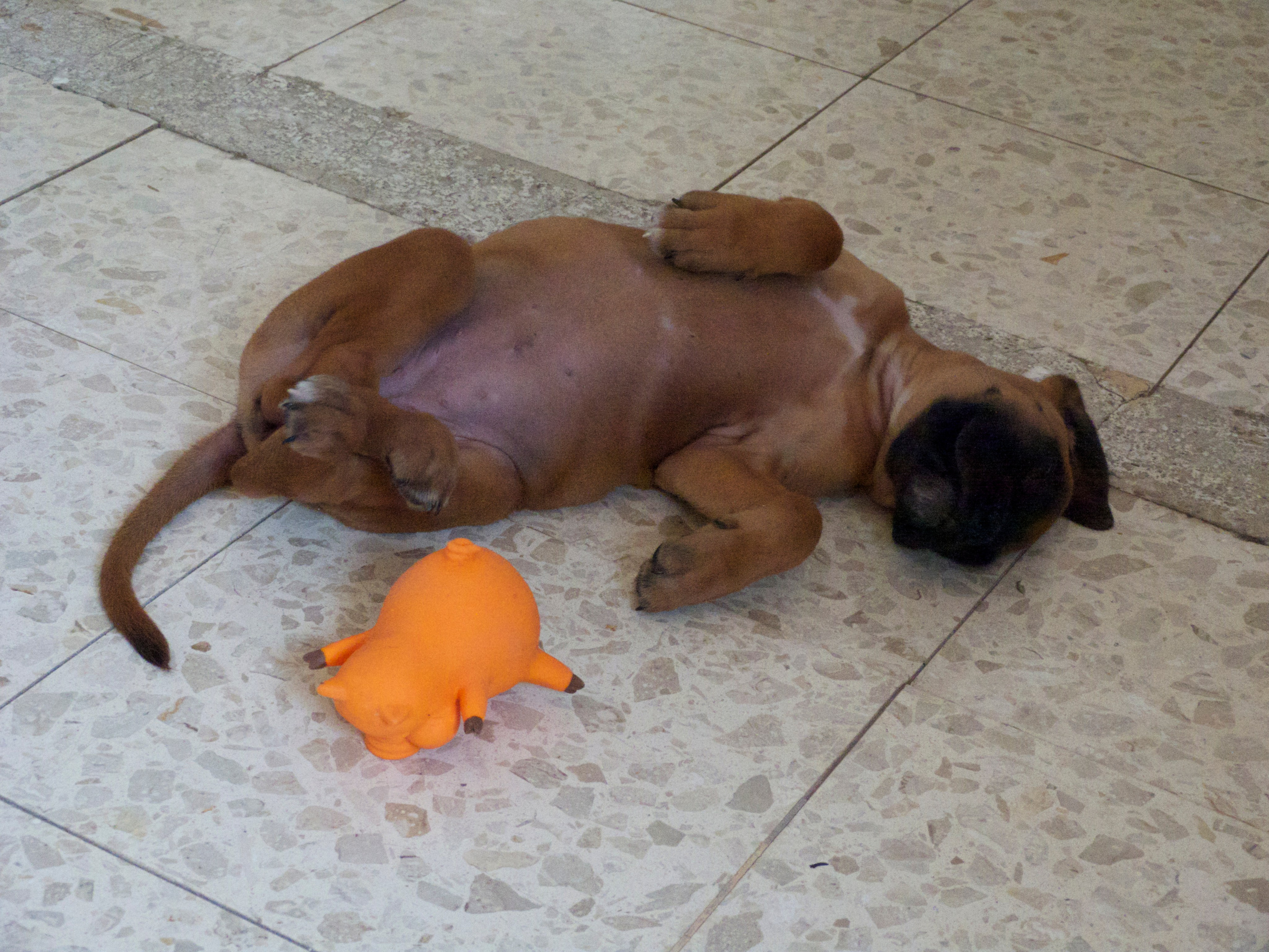 My ״Star״ Boxer Dog