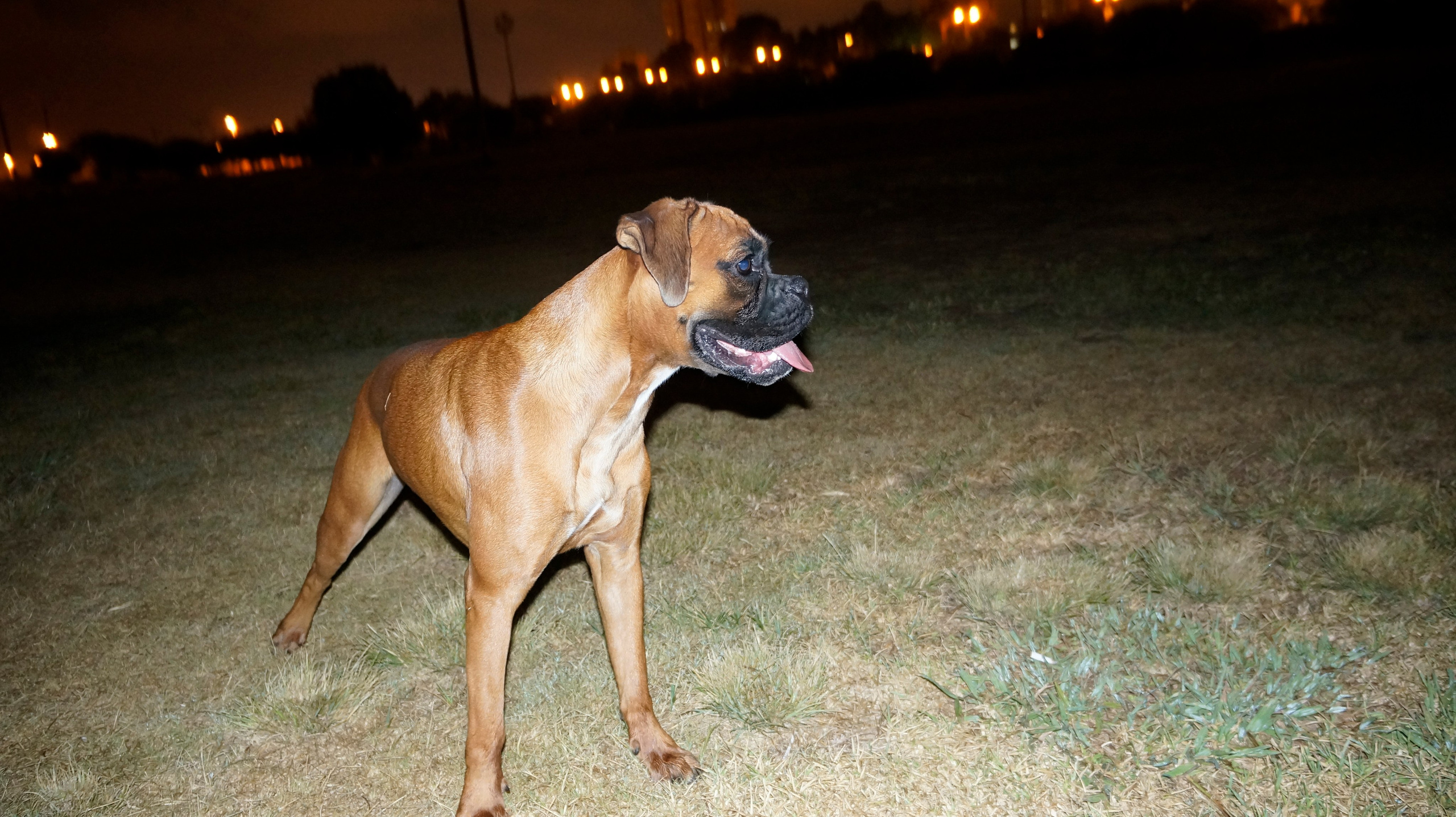 My ״Star״ Boxer Dog