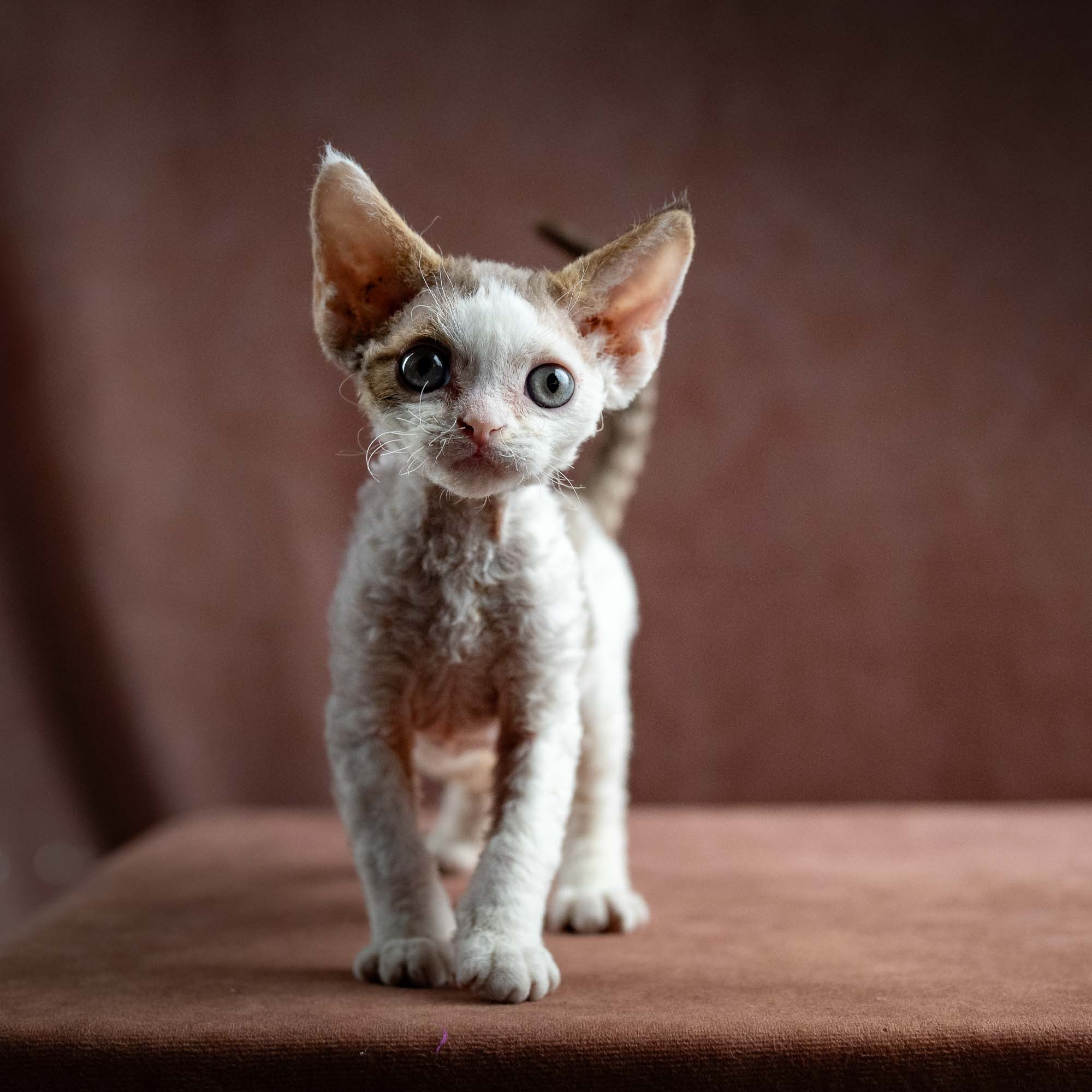 Hector,  boy, born 04.20.25. Devon Rex Pixie Cattery